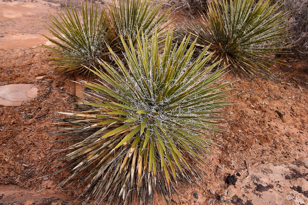 Narrowleaf yucca (Yucca angustissima) rosette of thin spine-tipped leaves with curling white fibers, growing in red sandy soil at Dead Horse Point State Park, Utah