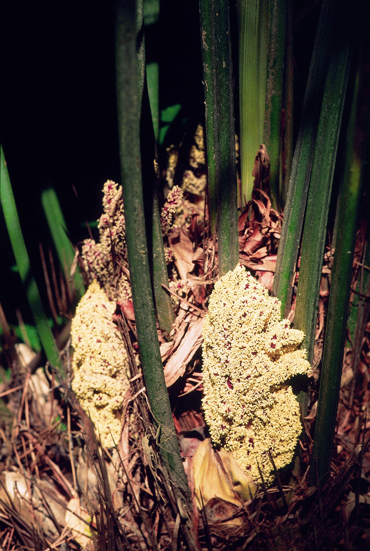 Needle Palm (Rhapidophyllum hystrix) - PlantNative.org Dense cream and maroon flower clusters at the base of a needle palm (Rhapidophyllum hystrix) among the leaf stalks