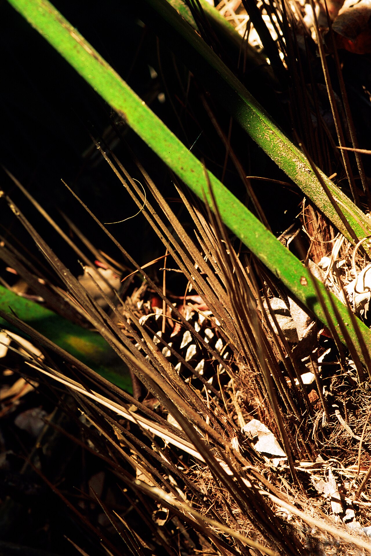 Needle Palm (Rhapidophyllum hystrix) - PlantNative.org Long sharp brown needle-like spines around the base of a needle palm (Rhapidophyllum hystrix)