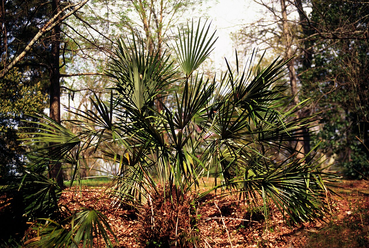 Needle Palm (Rhapidophyllum hystrix) - PlantNative.org Clump of needle palm (Rhapidophyllum hystrix) with fan-shaped leaves growing in a southeastern woodland