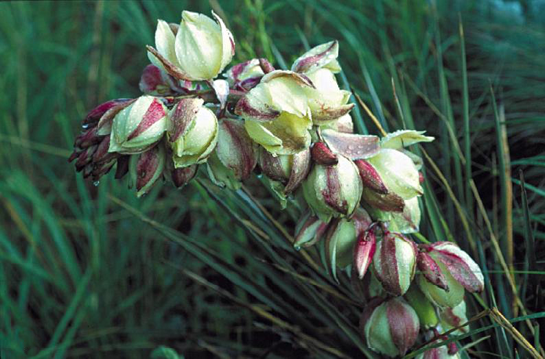 Close-up of New Mexico yucca (Yucca harrimaniae var. neomexicana) bell-shaped flowers streaked with maroon on a Colorado plant