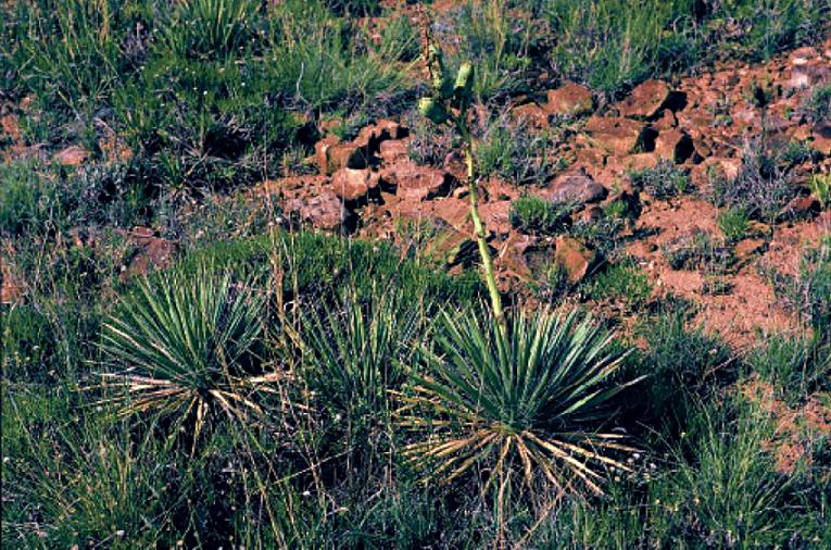 New Mexico yucca (Yucca harrimaniae var. neomexicana) rosettes with a green flower stalk growing among rocks on a mesa