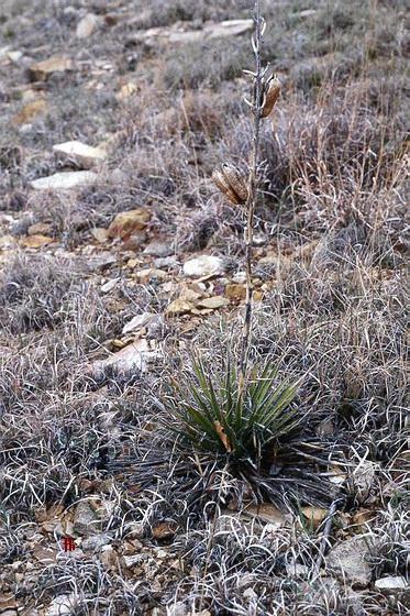 Dormant New Mexico yucca (Yucca harrimaniae var. neomexicana) with dry seed capsules on last season's flower stalk