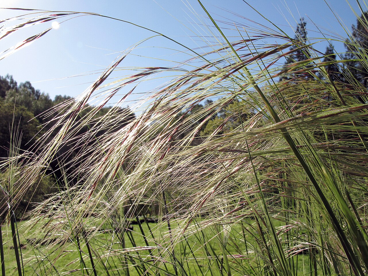 Nodding Needlegrass (Nassella cernua) - PlantNative.org Nodding needlegrass (Nassella cernua) bunchgrass with long, bending awns catching sunlight in a California meadow