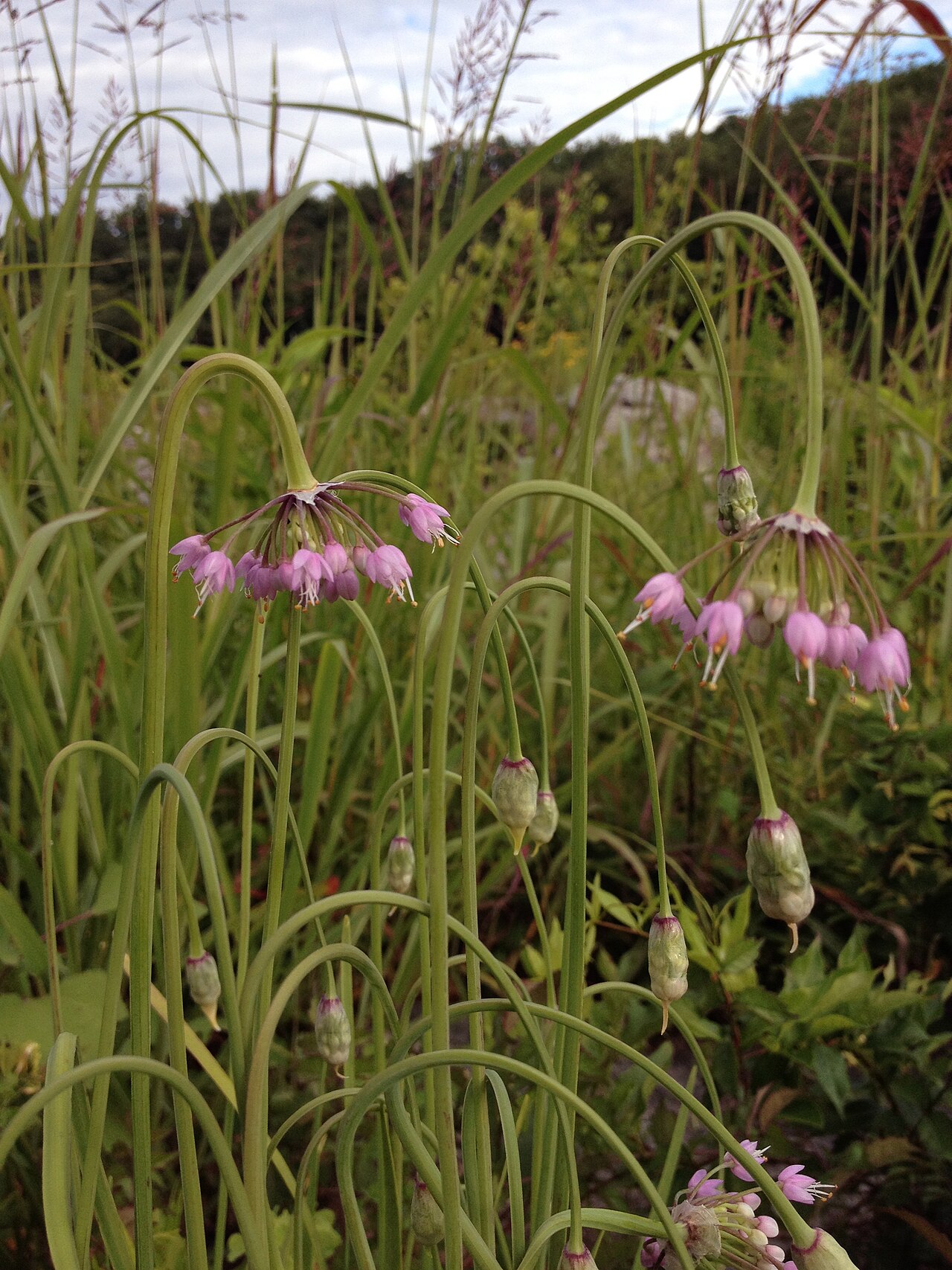 Close-up of nodding wild onion (Allium cernuum) showing the characteristic sharp downward bend in the flower stalk and pink bell-shaped flowers