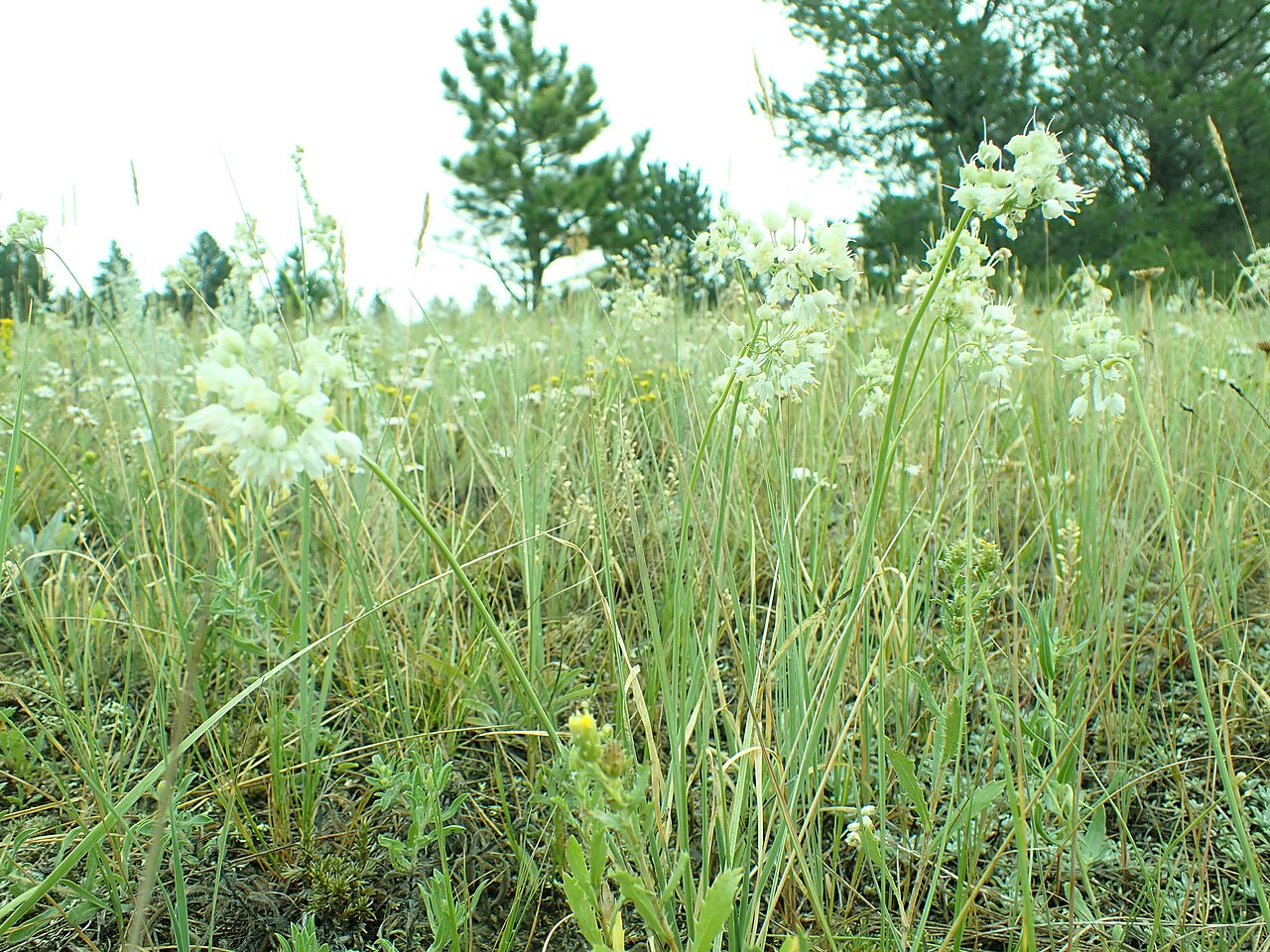Nodding wild onion (Allium cernuum) growing with native grasses in an open prairie habitat near pine trees