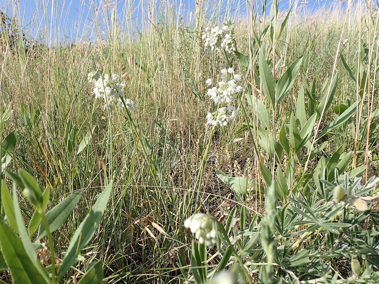 Nodding wild onion (Allium cernuum) clump with drooping white flower umbels blooming in a dry grassland