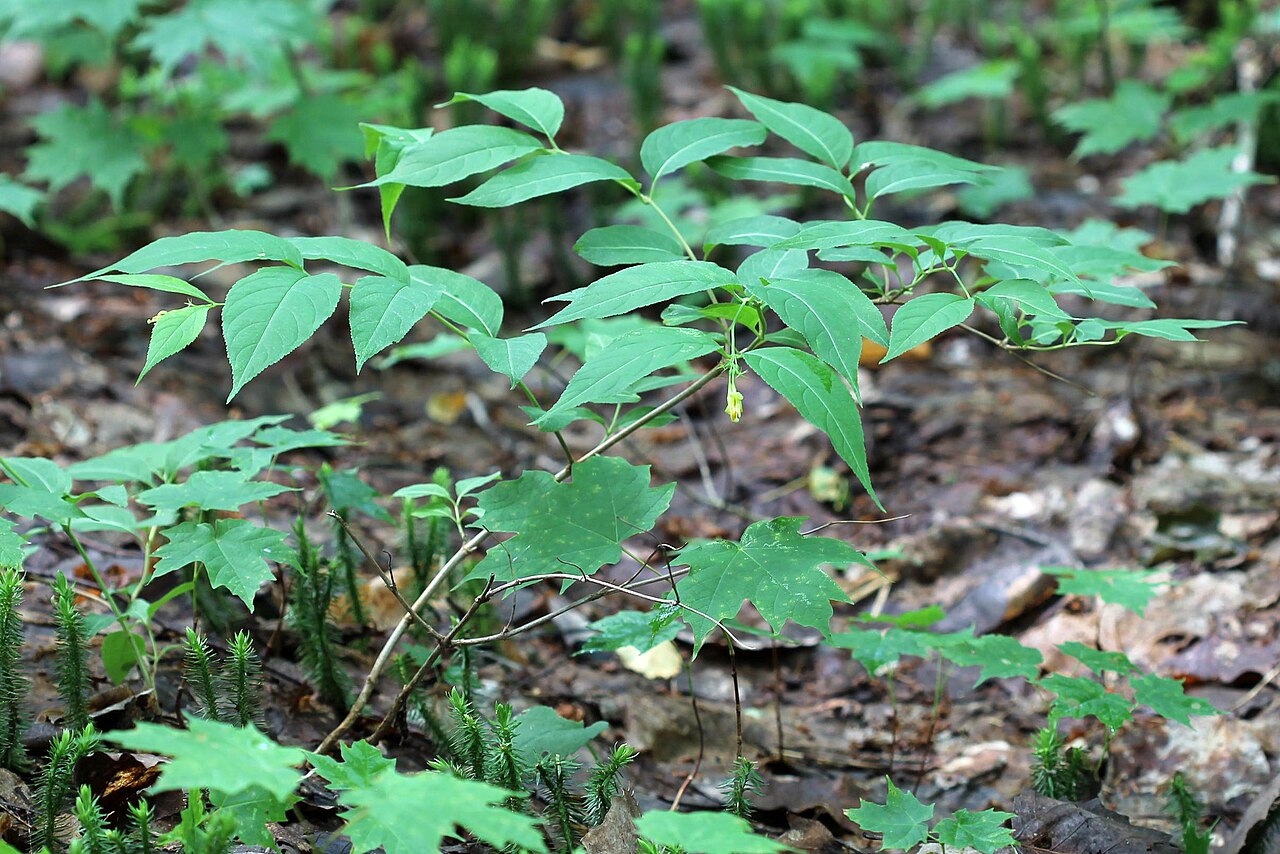 Northern Bush Honeysuckle (Diervilla lonicera) - PlantNative.org Northern bush honeysuckle (Diervilla lonicera) growing as a low colony on a forest floor in rocky woods