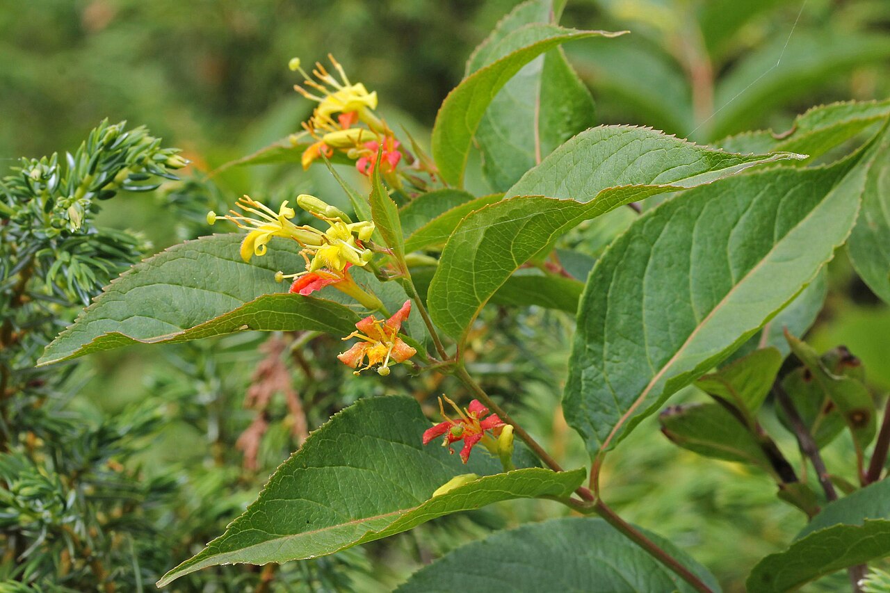 Northern Bush Honeysuckle (Diervilla lonicera) - PlantNative.org Northern bush honeysuckle (Diervilla lonicera) branch with yellow tubular flowers that age to orange-red, growing wild in Ontario