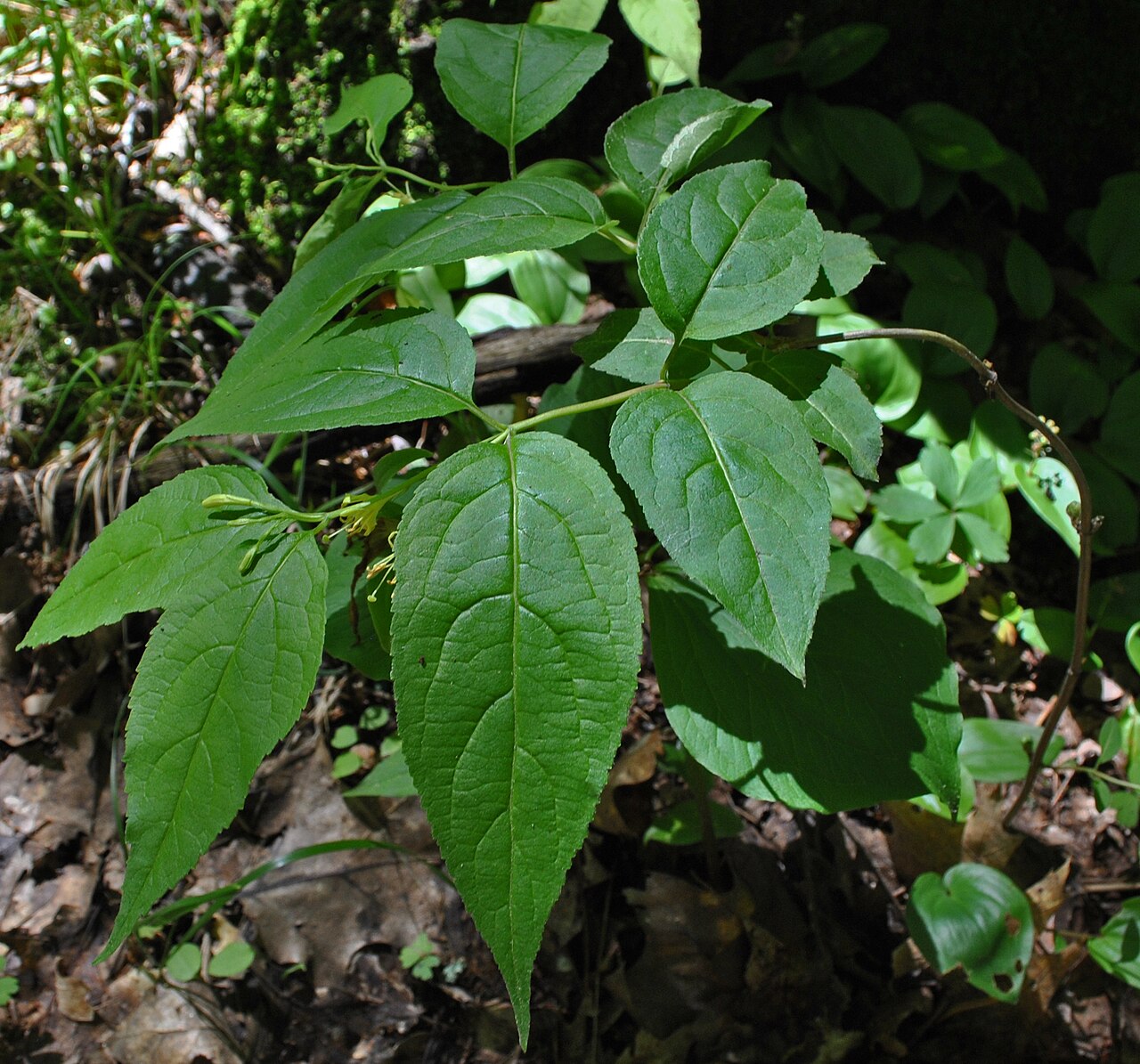 Northern Bush Honeysuckle (Diervilla lonicera) - PlantNative.org Close-up of opposite, sharply toothed leaves of northern bush honeysuckle (Diervilla lonicera) with small yellow flowers in the leaf axils