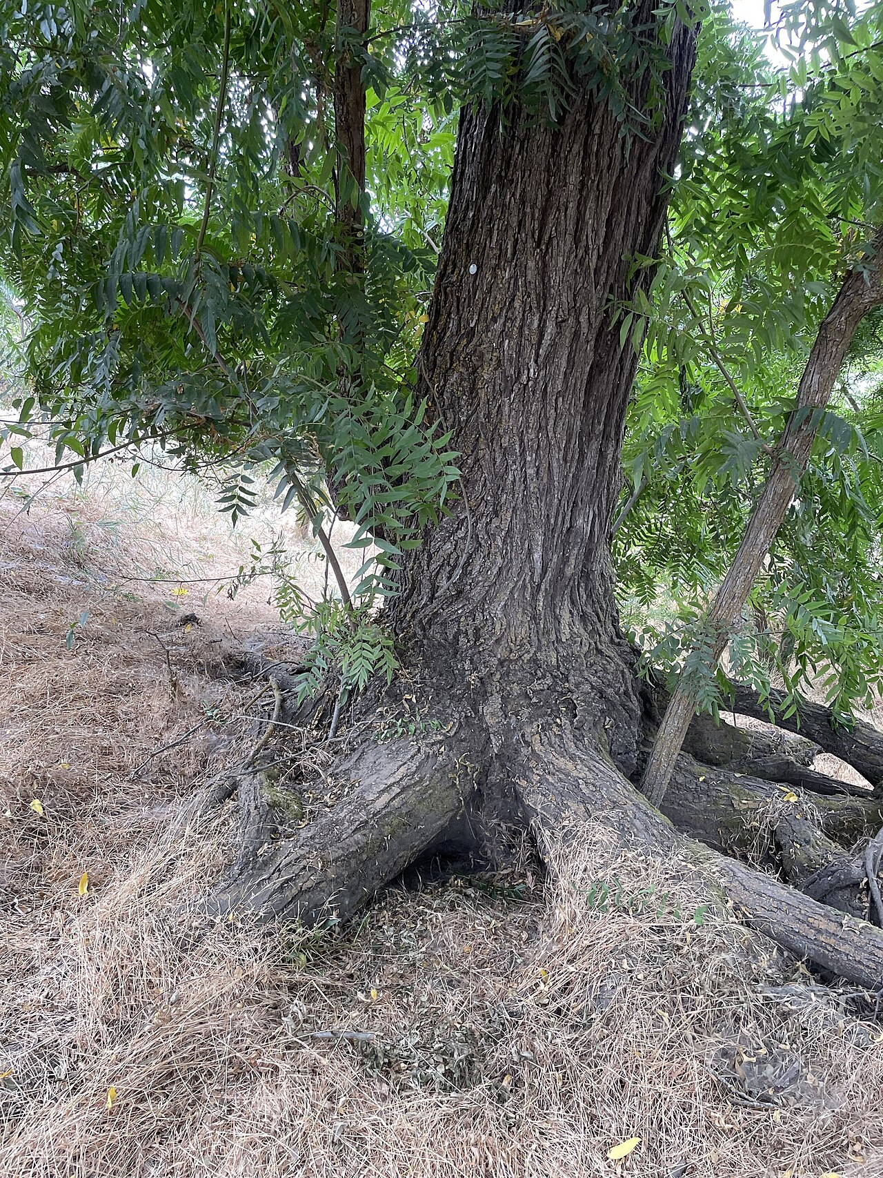 Deeply furrowed gray-brown bark at the base of a mature Northern California black walnut (Juglans hindsii) trunk