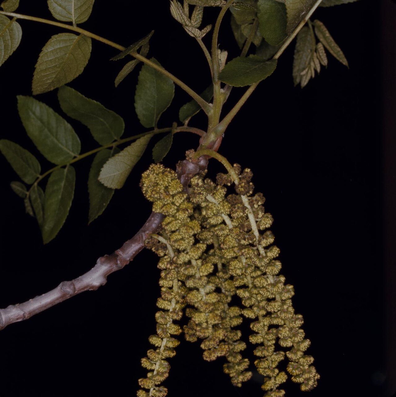 Close-up of Northern California black walnut (Juglans hindsii) drooping male catkins and compound pinnate leaves