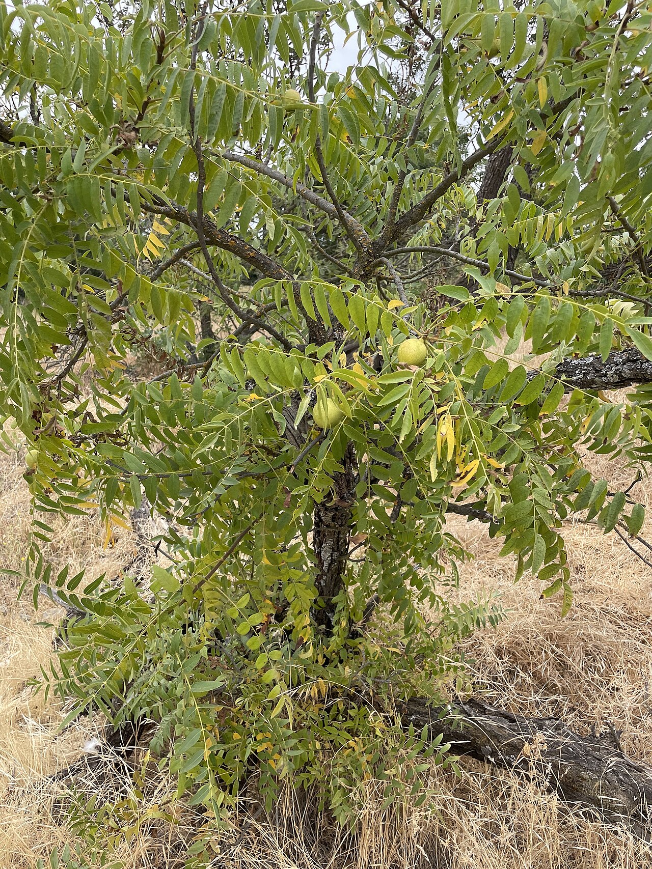 Northern California black walnut (Juglans hindsii) multi-trunked tree growing along a riverbank with dark compound foliage