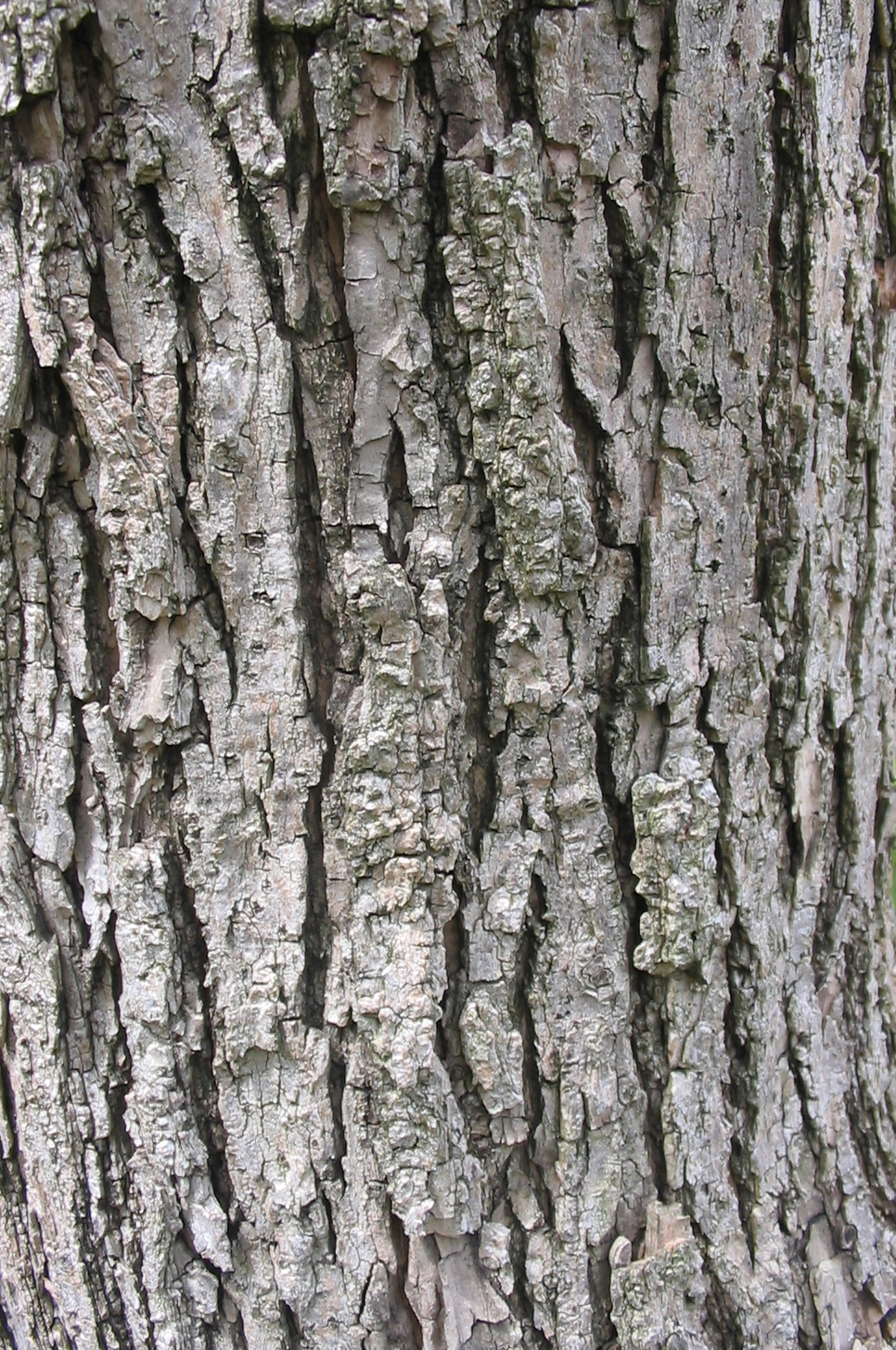 Northern Catalpa (Catalpa speciosa) - PlantNative.org Close-up of thick, gray-brown, scaly ridged bark on a mature northern catalpa (Catalpa speciosa) trunk