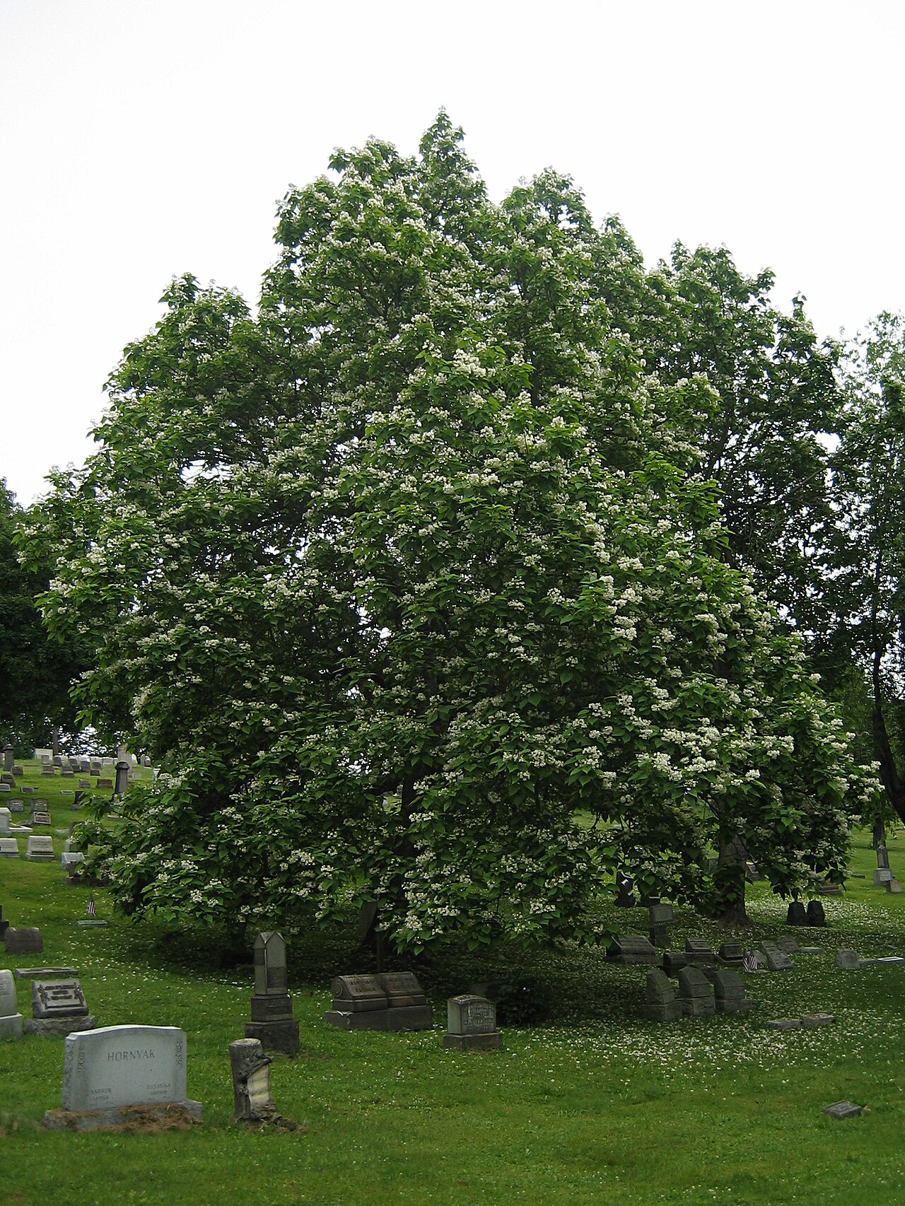 Northern Catalpa (Catalpa speciosa) - PlantNative.org Mature northern catalpa (Catalpa speciosa) tree covered in white flower clusters in a cemetery lawn