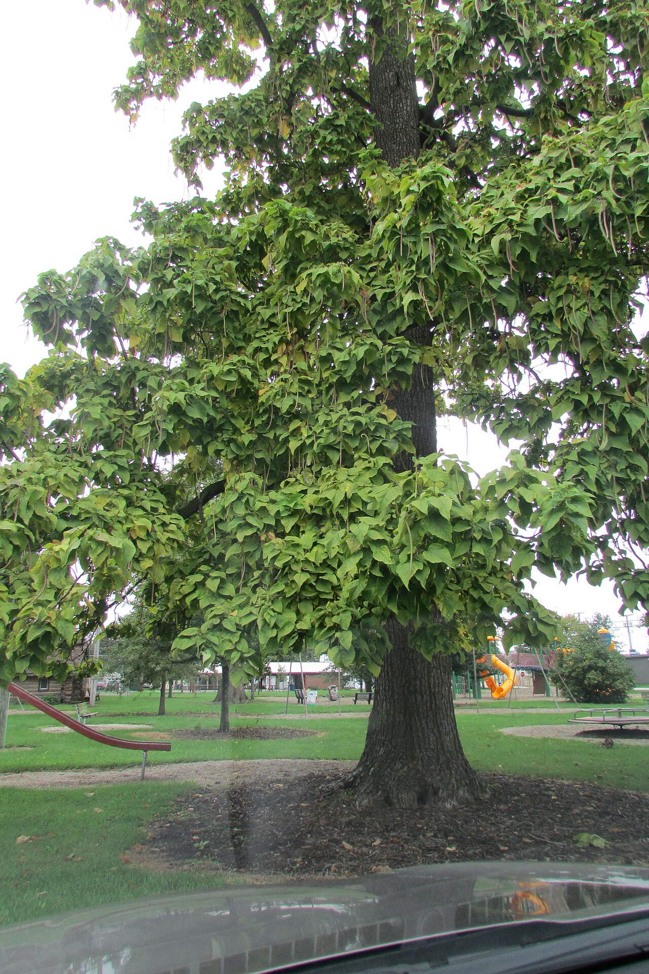 Northern Catalpa (Catalpa speciosa) - PlantNative.org Close view of northern catalpa (Catalpa speciosa) branches with large heart-shaped leaves and long slender seed pods