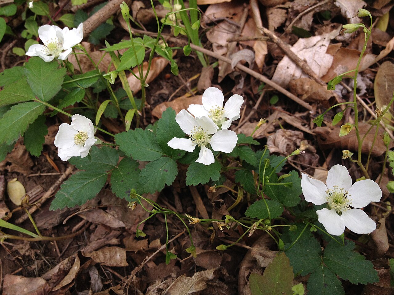 Northern Dewberry (Rubus flagellaris) - PlantNative.org Northern dewberry (Rubus flagellaris) trailing stem with white five-petaled flowers and toothed leaves growing wild on Theodore Roosevelt Island