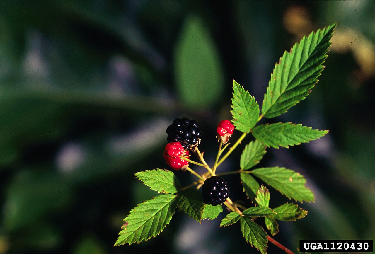Northern Dewberry (Rubus flagellaris) - PlantNative.org Ripe black and ripening red northern dewberry (Rubus flagellaris) fruit on a leafy stem