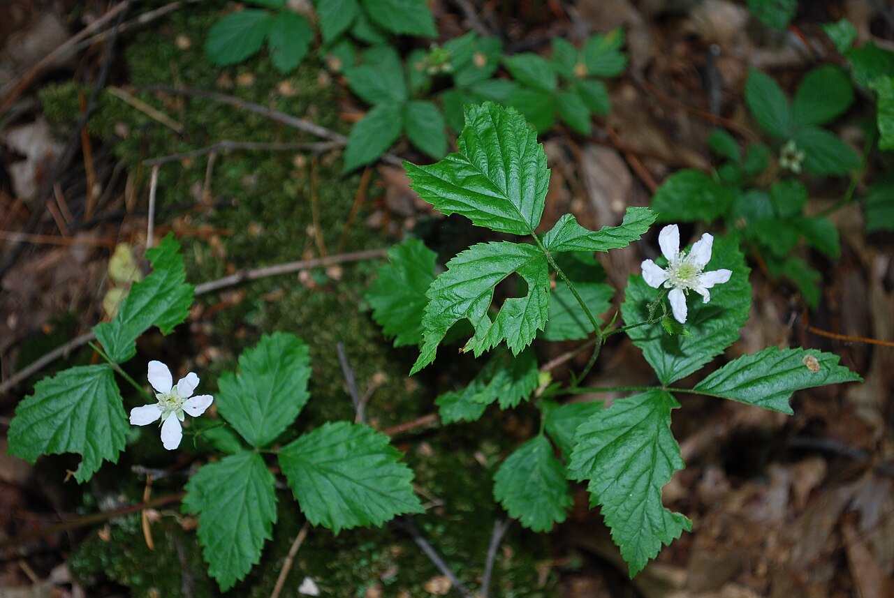 Northern Dewberry (Rubus flagellaris) - PlantNative.org Northern dewberry (Rubus flagellaris) trailing stems with compound leaves and white flowers spreading over the ground in a Wisconsin natural area