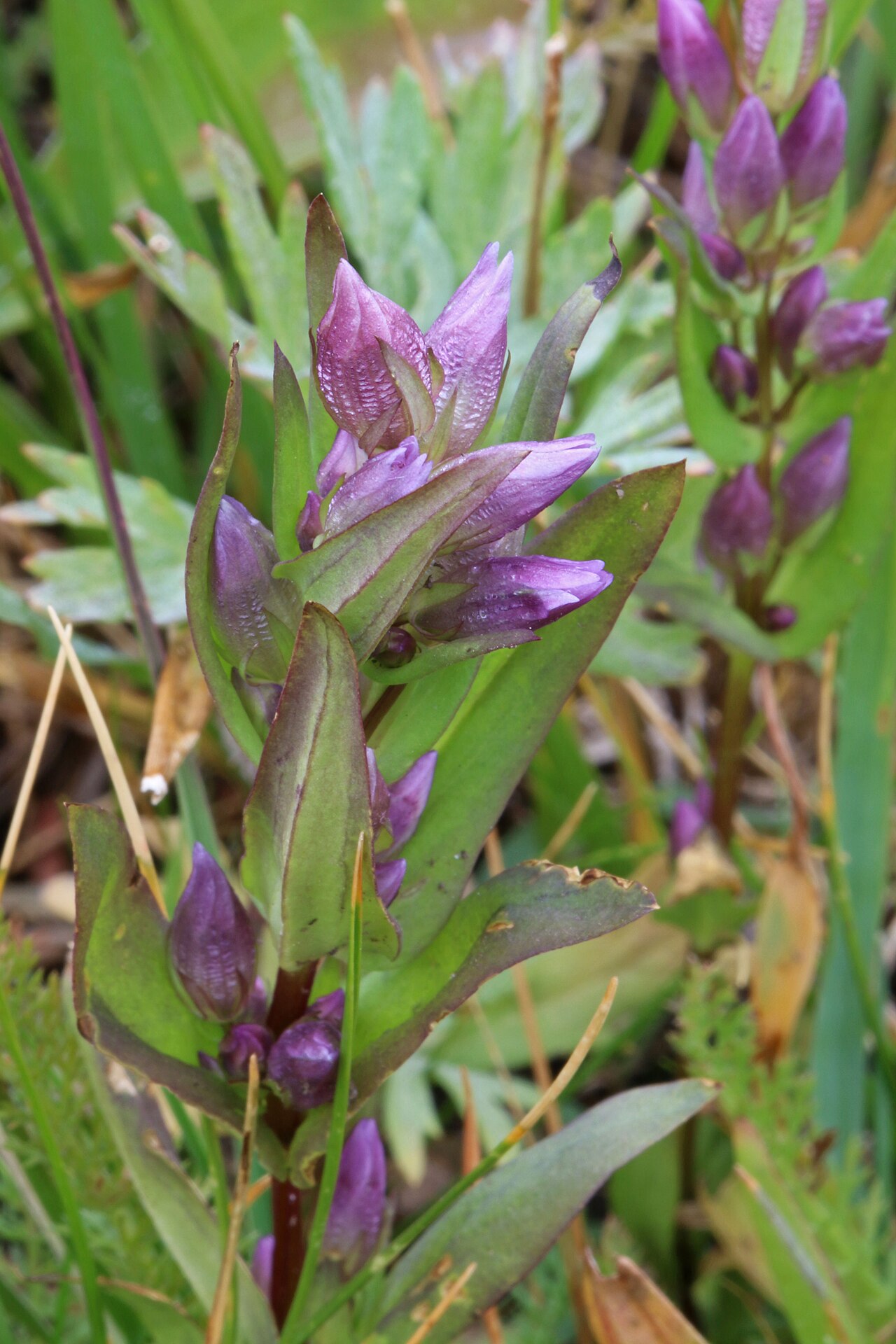 Cluster of Northern Gentian (Gentianella amarella) flower buds and open blooms in Utah