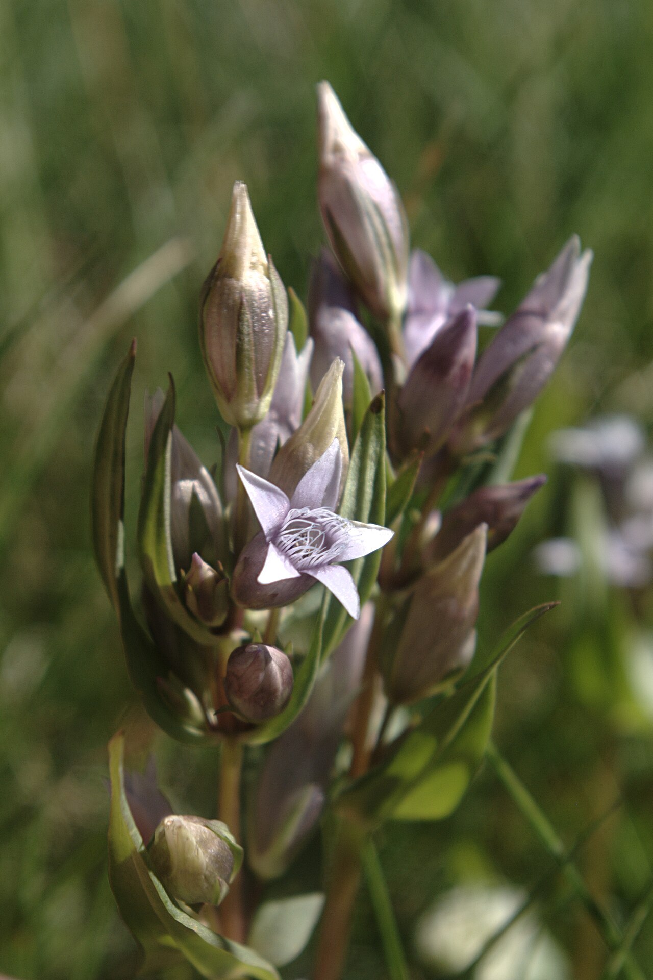 Close-up of a Northern Gentian (Gentianella amarella) flower showing the fringed throat and buds in New Mexico