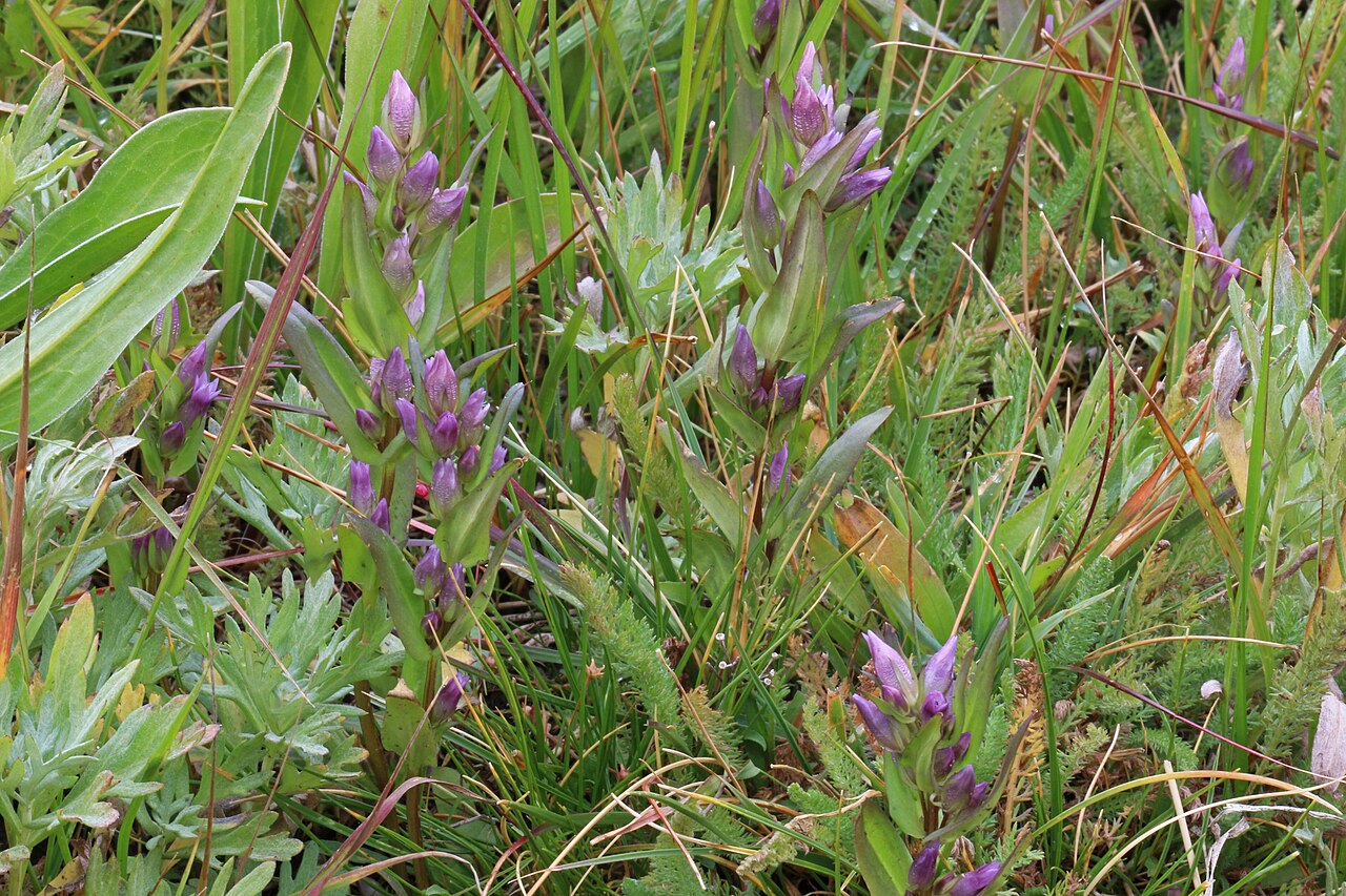 Northern Gentian (Gentianella amarella) plants with purple fringed flowers growing among mountain grasses in Utah