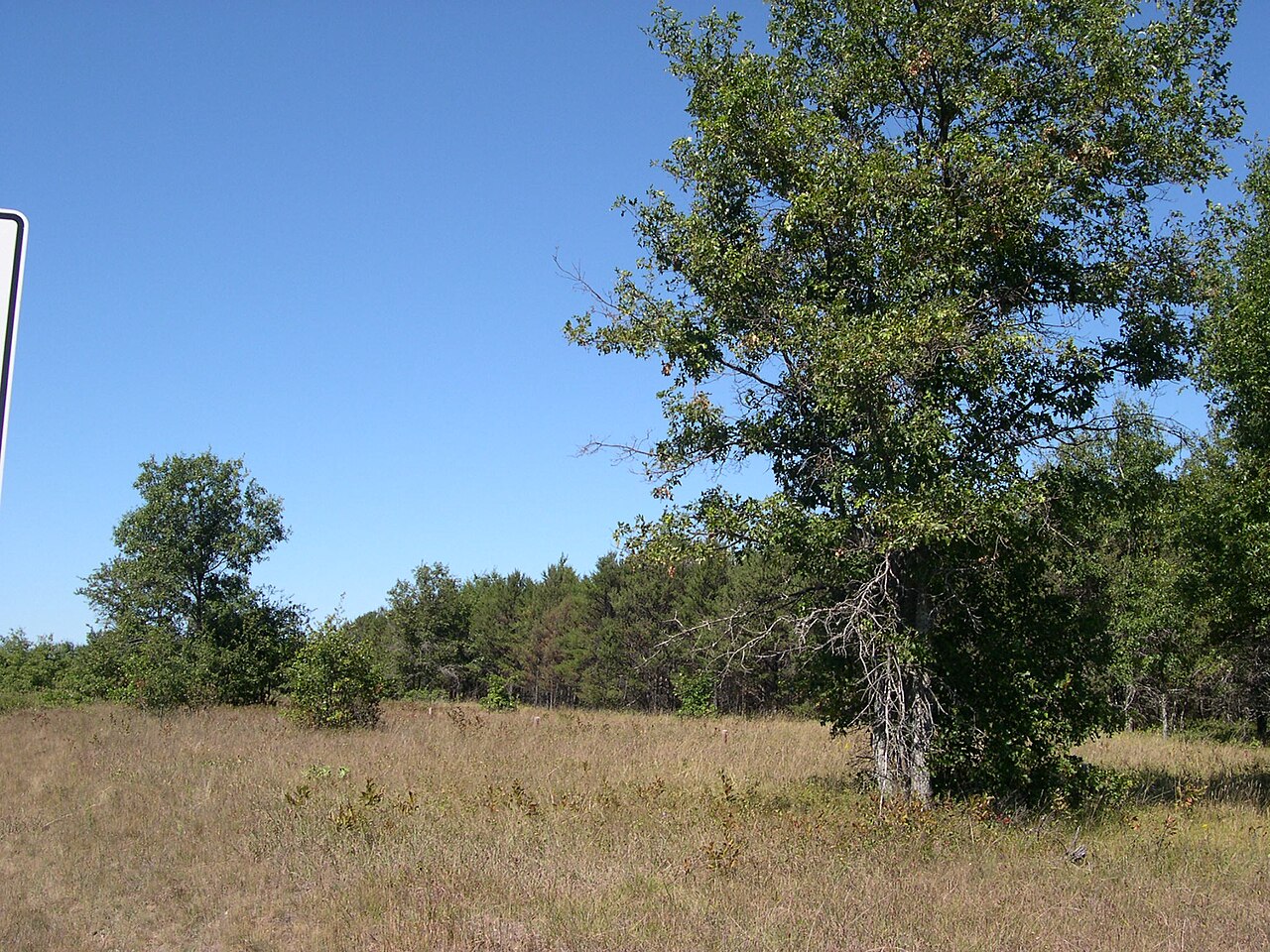 Northern Pin Oak (Quercus ellipsoidalis)