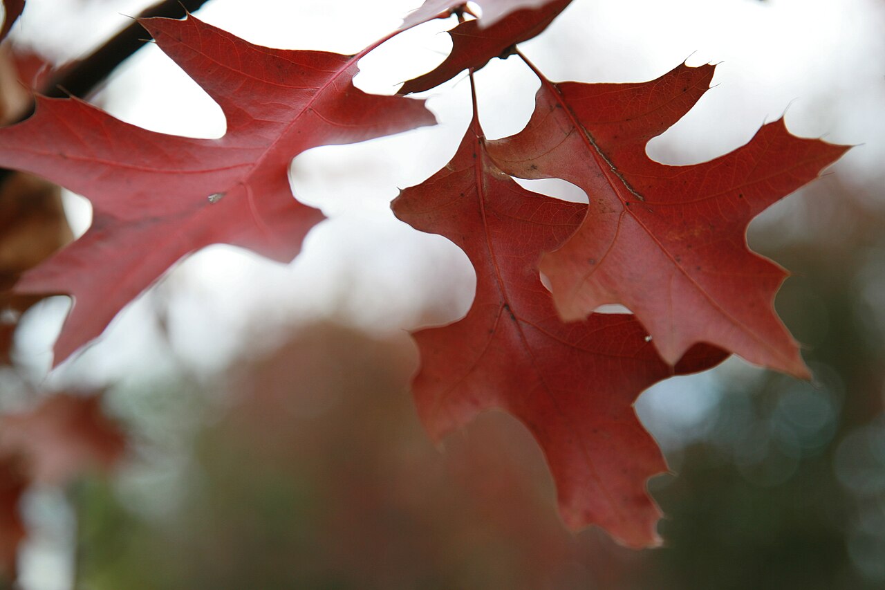 Northern Pin Oak (Quercus ellipsoidalis) - PlantNative.org Close-up of northern pin oak (Quercus ellipsoidalis) leaves in red fall color, showing deep lobes and bristle-tipped teeth