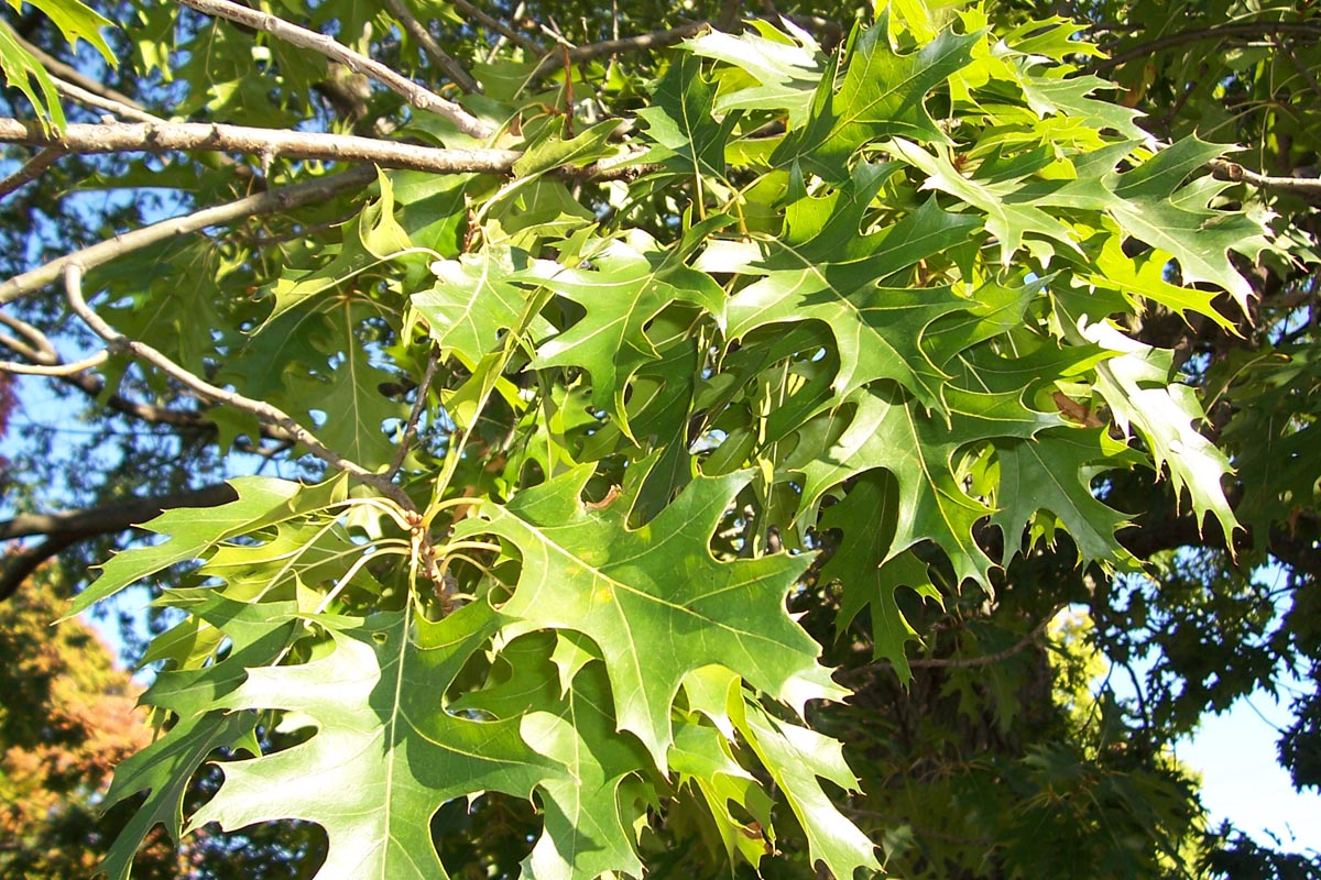 Northern Pin Oak (Quercus ellipsoidalis) - PlantNative.org Sunlit summer foliage of northern pin oak (Quercus ellipsoidalis) showing glossy, deeply lobed leaves
