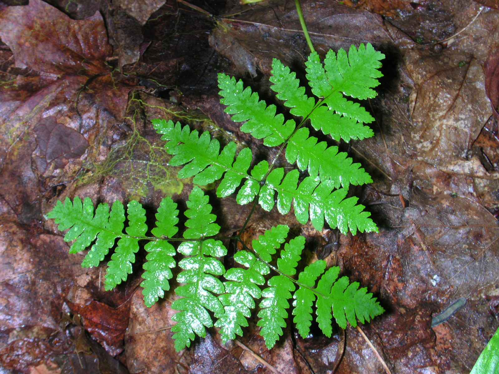 Oak Fern (Gymnocarpium dryopteris) - PlantNative.org Close-up of oak fern (Gymnocarpium dryopteris) fronds showing the broadly triangular, three-part divided leaf shape