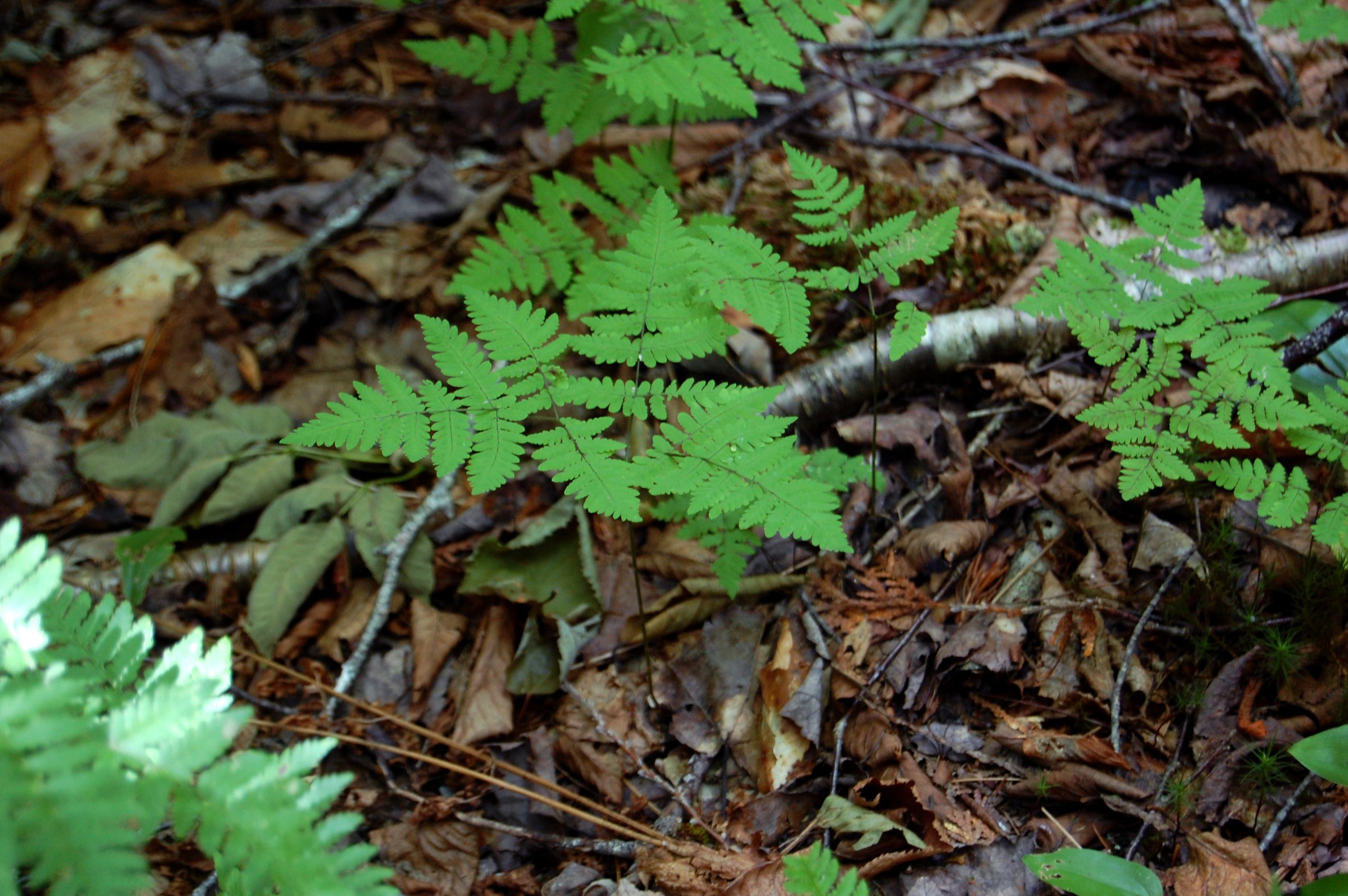 Oak Fern (Gymnocarpium dryopteris) - PlantNative.org Oak fern (Gymnocarpium dryopteris) growing among leaf litter and woody debris on a forested slope on Tunk Mountain, Maine