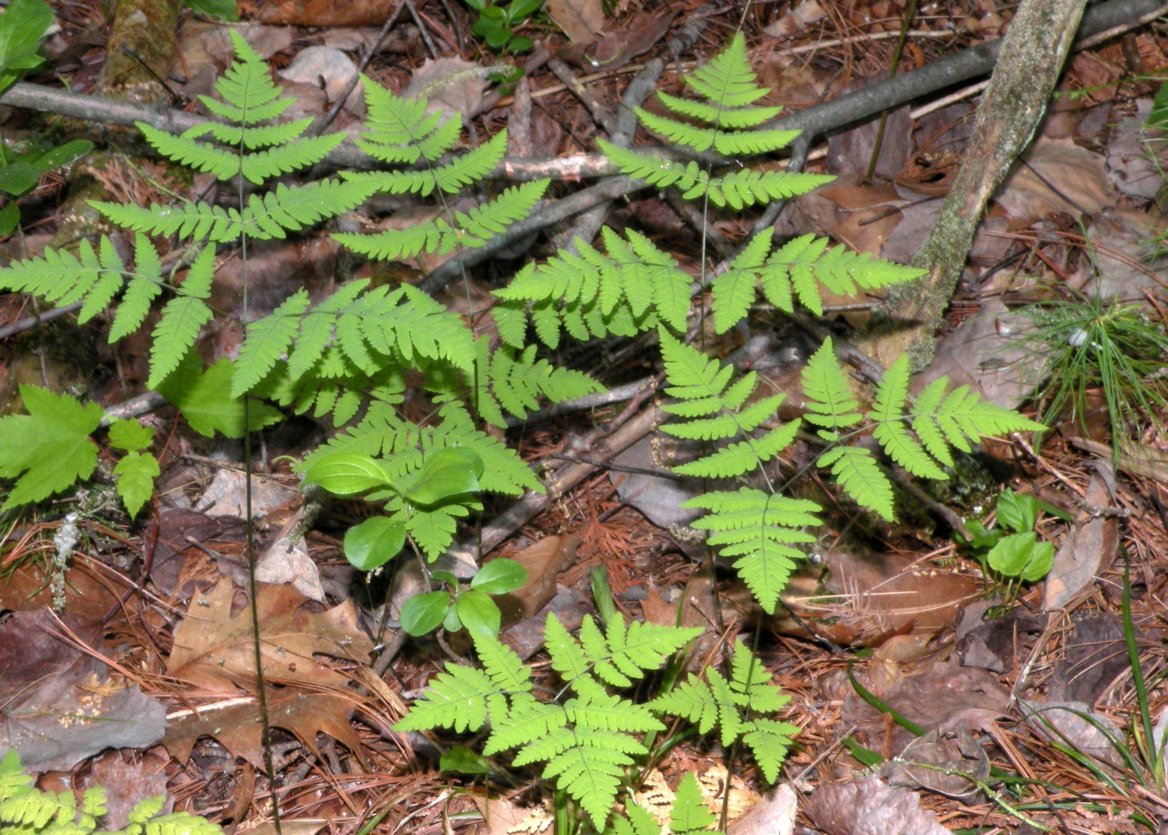 Oak Fern (Gymnocarpium dryopteris) - PlantNative.org Oak fern (Gymnocarpium dryopteris) spreading patch of lacy triangular fronds on a shaded forest floor in Peru, New York