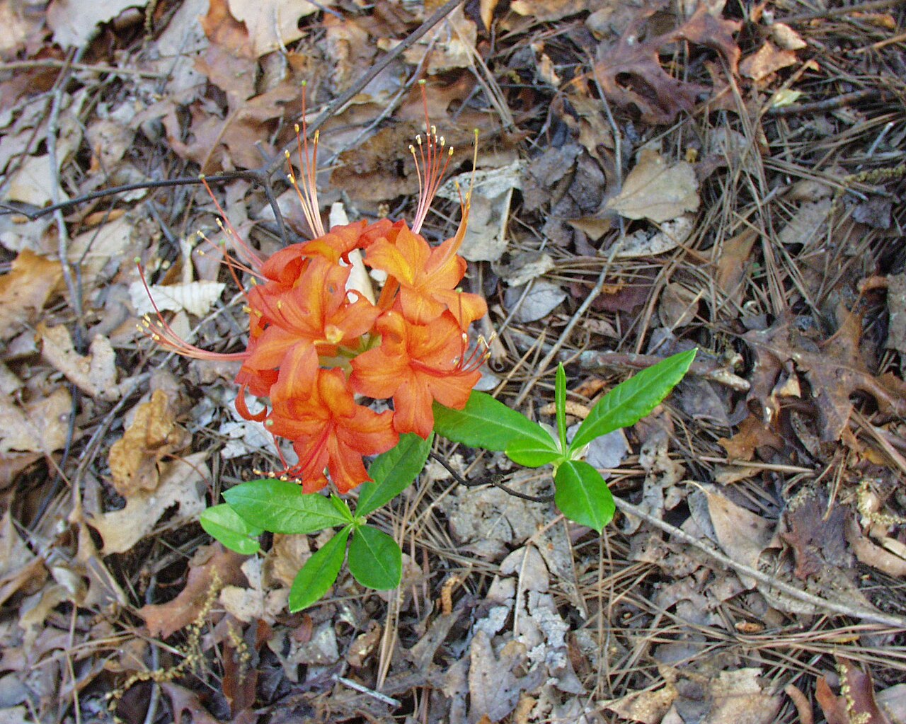 Oconee Azalea (Rhododendron flammeum) - PlantNative.org Close-up of an Oconee azalea flower cluster showing the funnel-shaped orange blooms, long stamens and narrow leaves against leaf litter