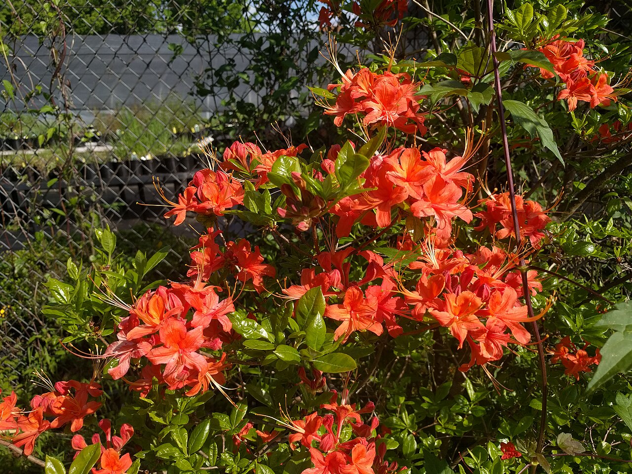Oconee Azalea (Rhododendron flammeum) - PlantNative.org A dense mass of orange-red Oconee azalea flowers covering a mature shrub in spring