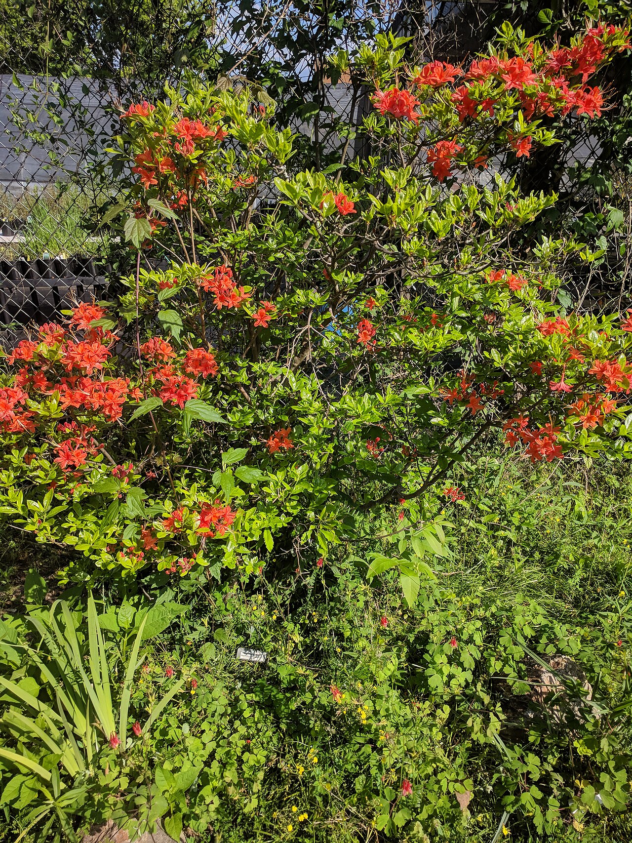 Oconee Azalea (Rhododendron flammeum) - PlantNative.org A flowering Oconee azalea (Rhododendron flammeum) shrub covered in clusters of bright orange-red blooms