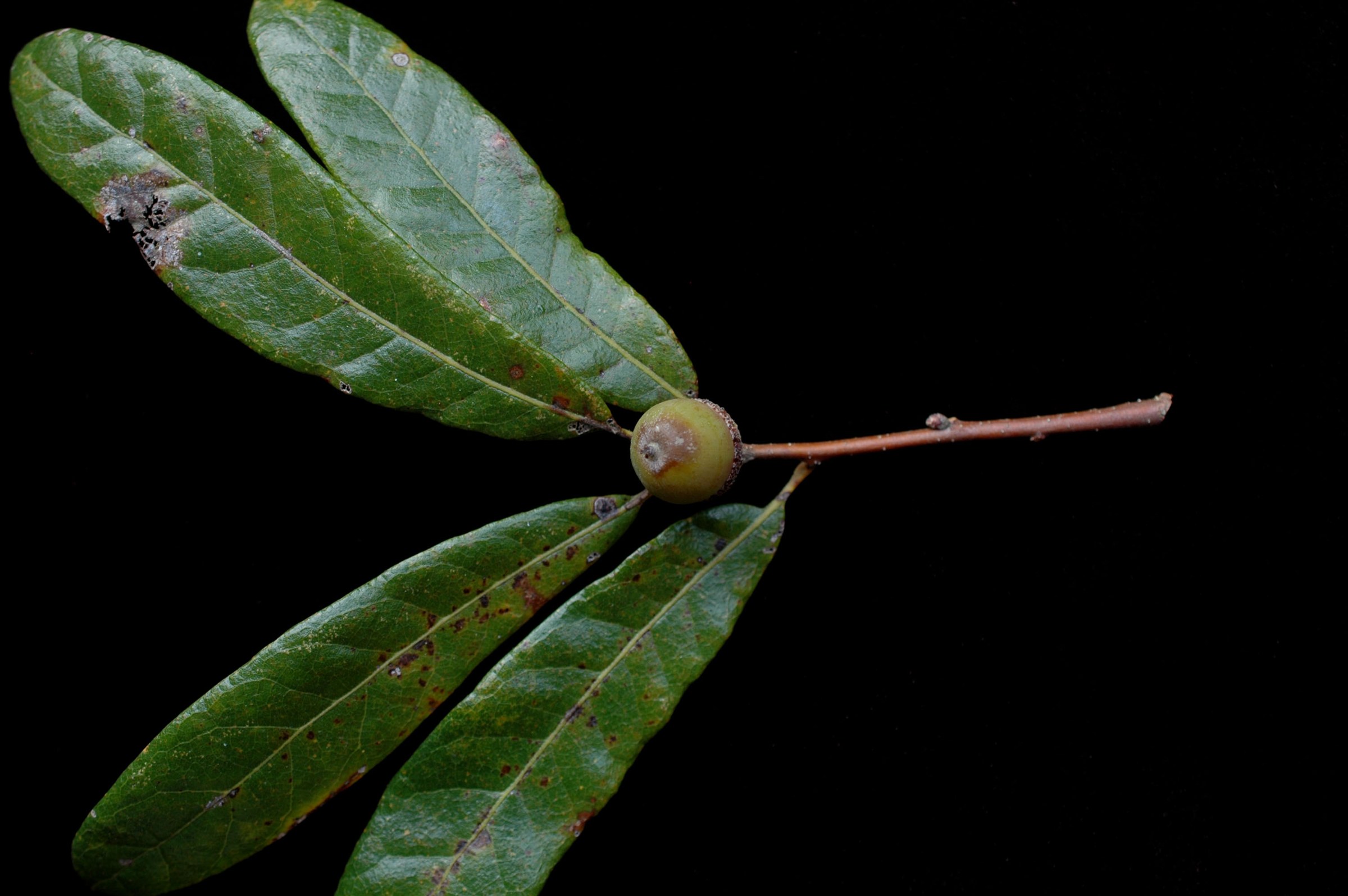 Oglethorpe Oak (Quercus oglethorpensis) twig with narrow, unlobed leaves and a single developing acorn