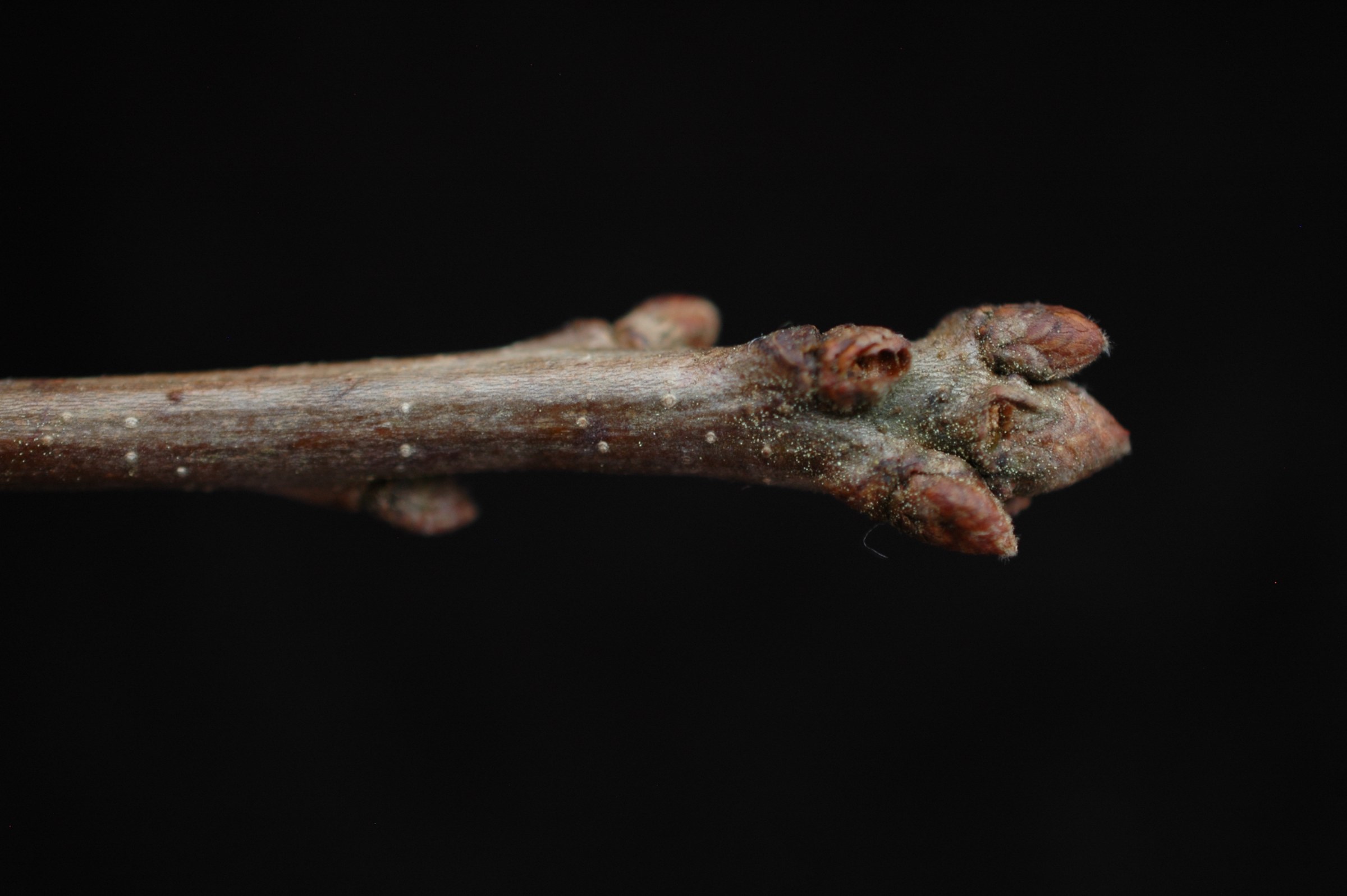 Close-up of an Oglethorpe Oak (Quercus oglethorpensis) winter twig and terminal bud cluster