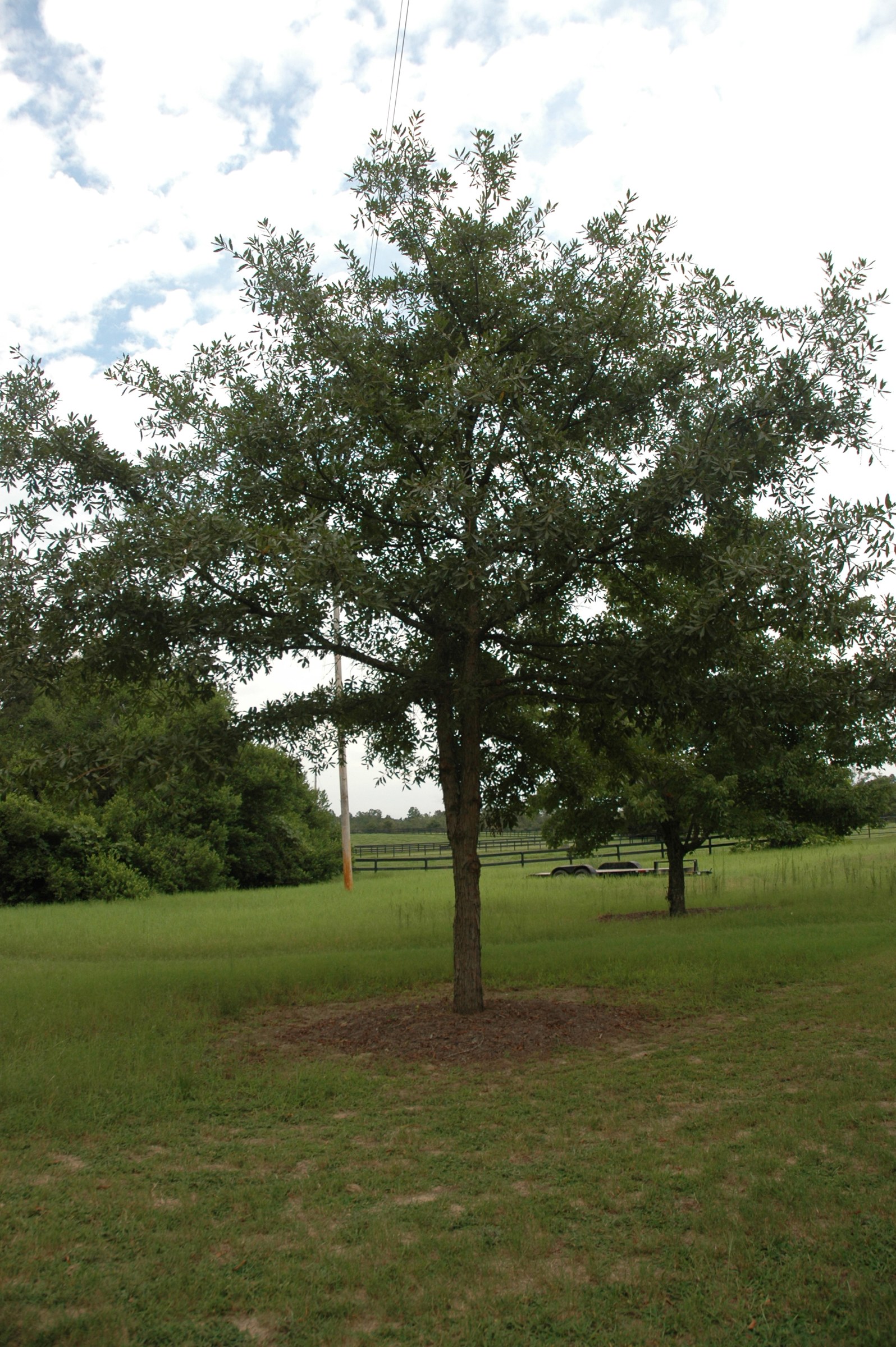 Mature Oglethorpe Oak (Quercus oglethorpensis) tree with a rounded crown growing in open ground