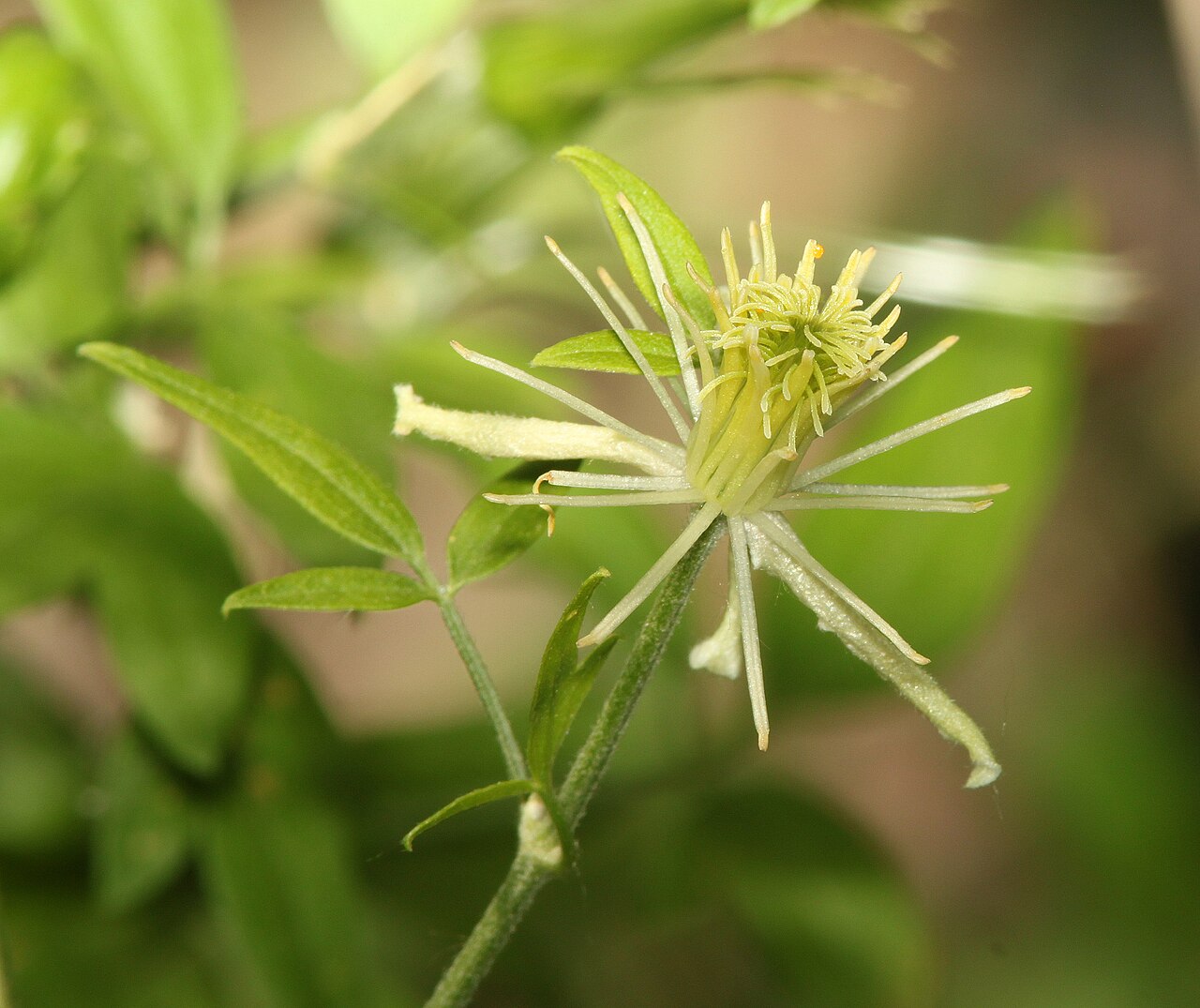 Old man's beard (Clematis drummondii) flower with long, pale, hair-like sepals and feathery styles