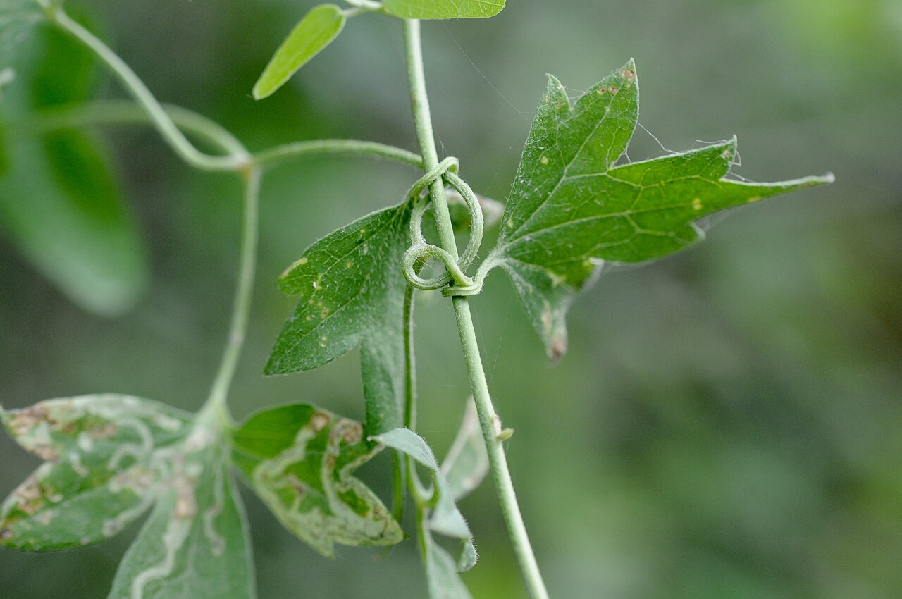 Close-up of old man's beard (Clematis drummondii) showing lobed compound leaves and a curling leaf-stalk tendril