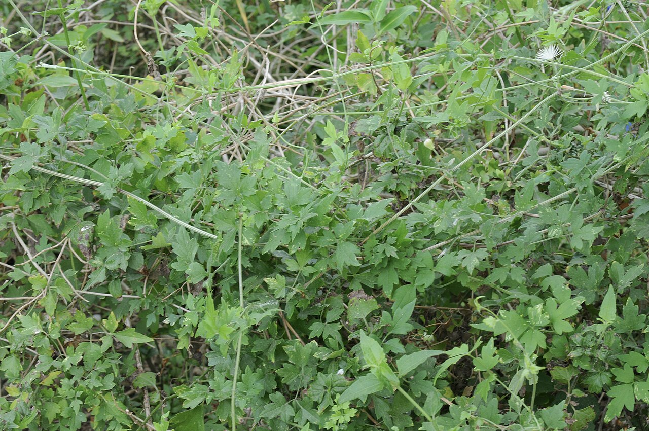 Old man's beard (Clematis drummondii) sprawling in a dense mound over brush