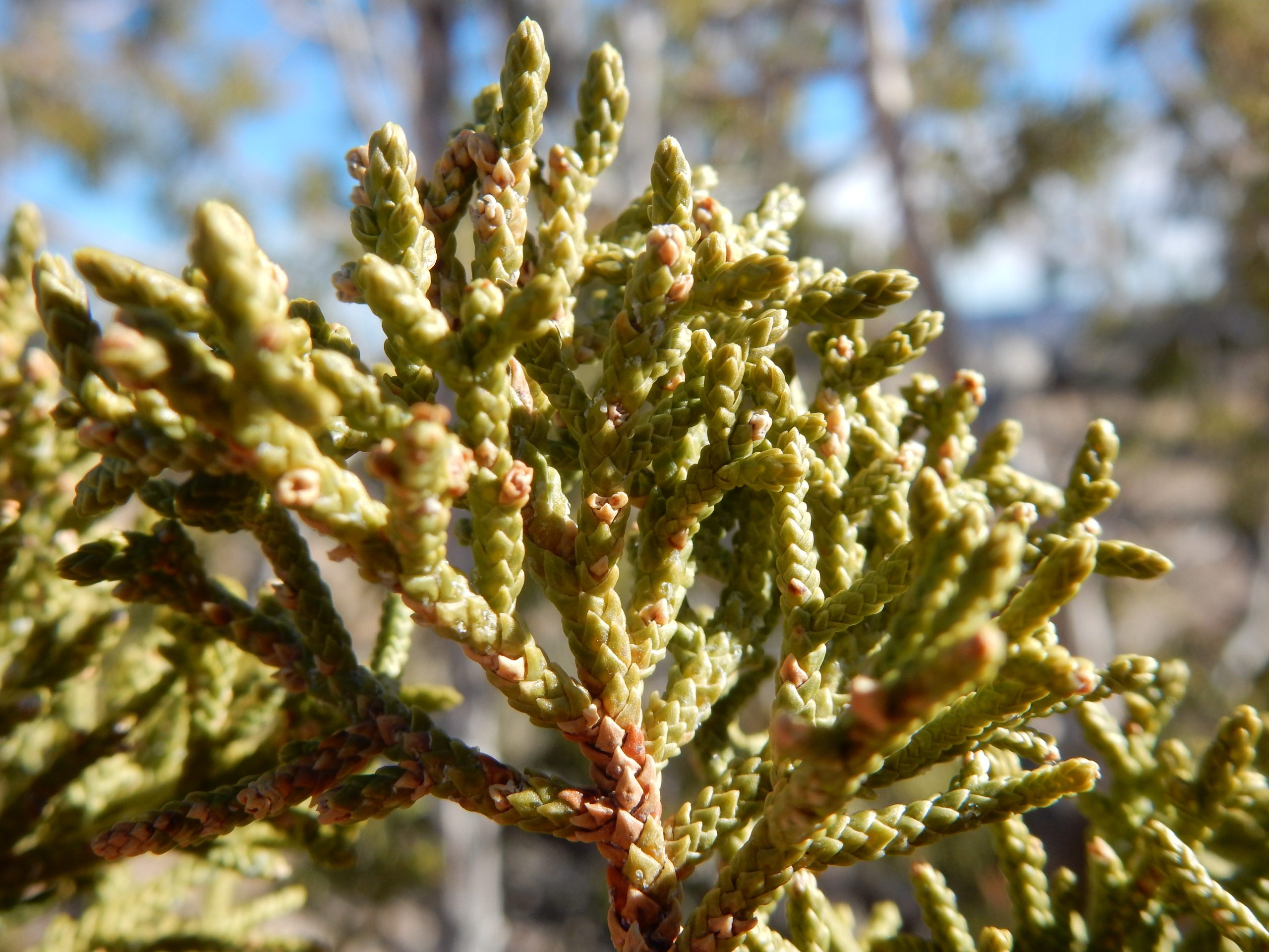 One-seed Juniper (Juniperus monosperma) - PlantNative.org Close-up of one-seed juniper (Juniperus monosperma) scale-like leaves arranged in braided whorls along the stem