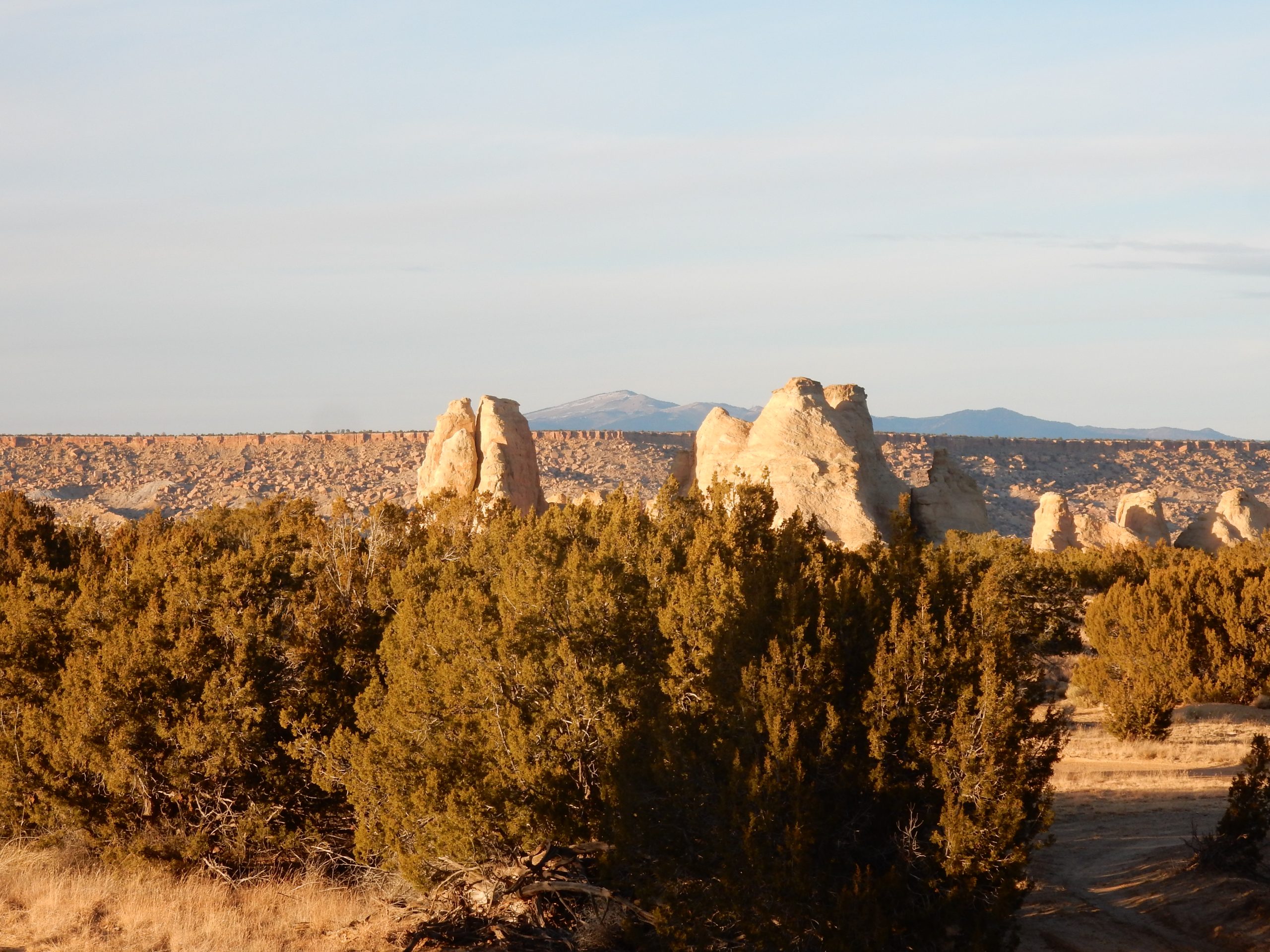 One-seed Juniper (Juniperus monosperma) - PlantNative.org One-seed juniper (Juniperus monosperma) shrubs growing among sandstone rock formations in a New Mexico high-desert landscape