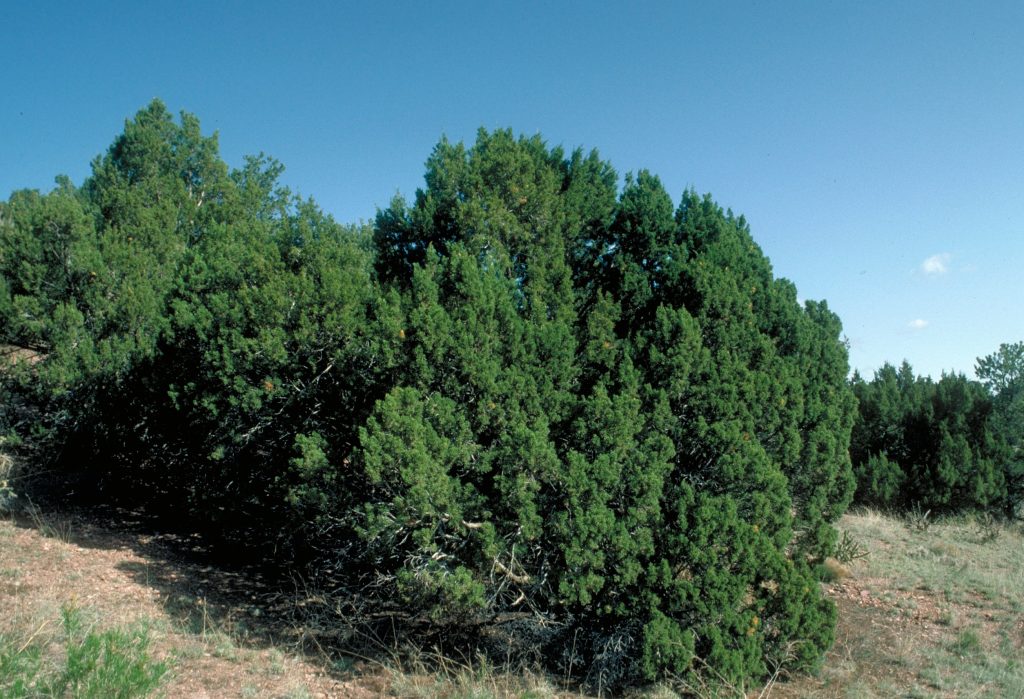 One-seed Juniper (Juniperus monosperma): Native Plant Guide