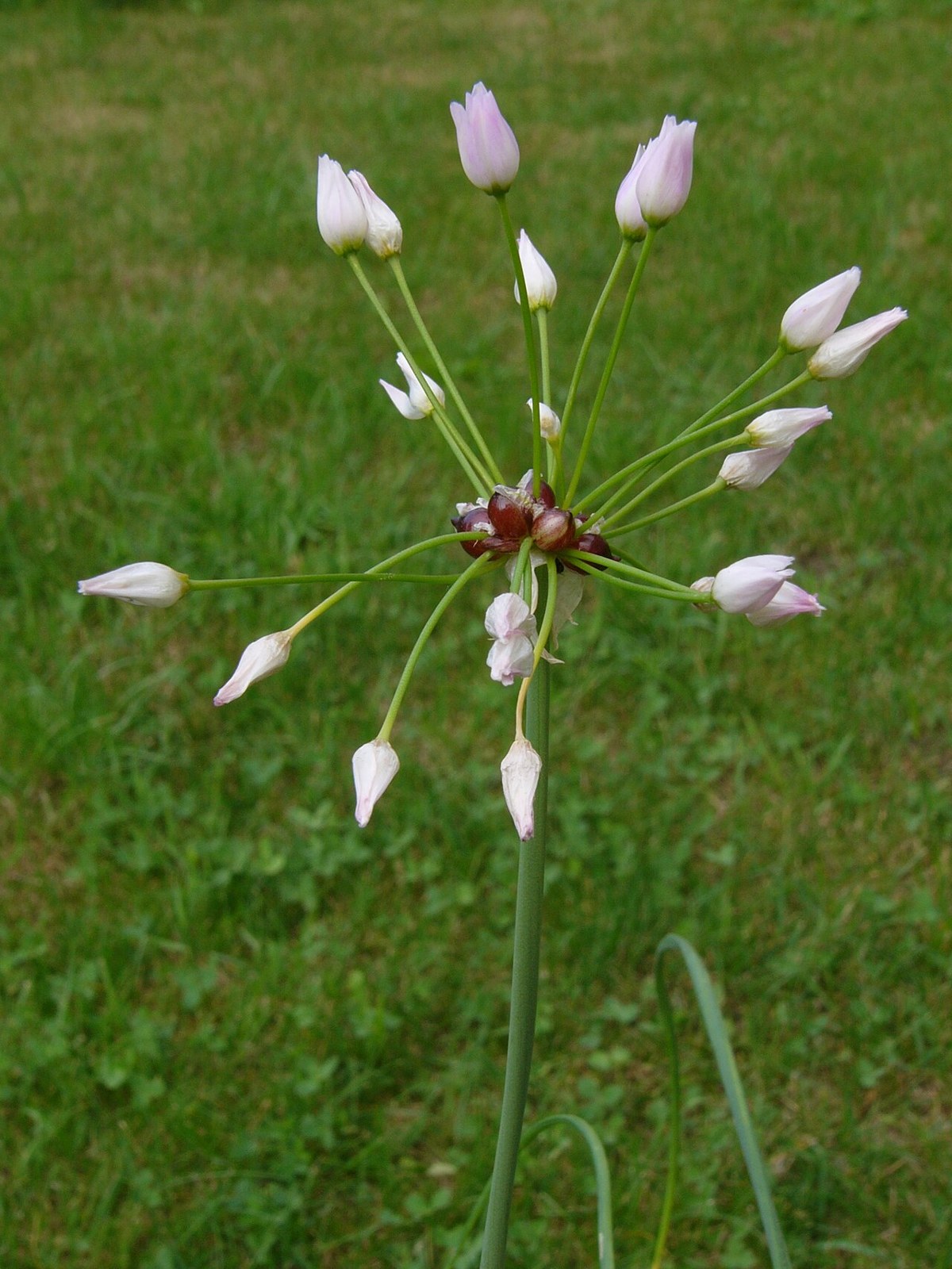 Oneleaf Onion (Allium unifolium) - PlantNative.org Oneleaf onion seed umbel with pink buds and dark ripening seed capsules radiating from a central point