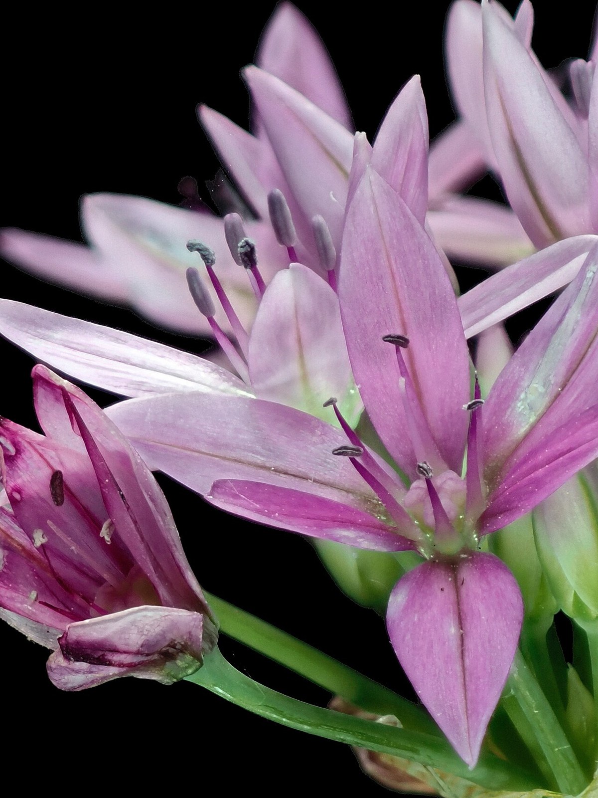 Oneleaf Onion (Allium unifolium) - PlantNative.org Oneleaf onion (Allium unifolium) star-shaped rose-pink flowers with long stamens