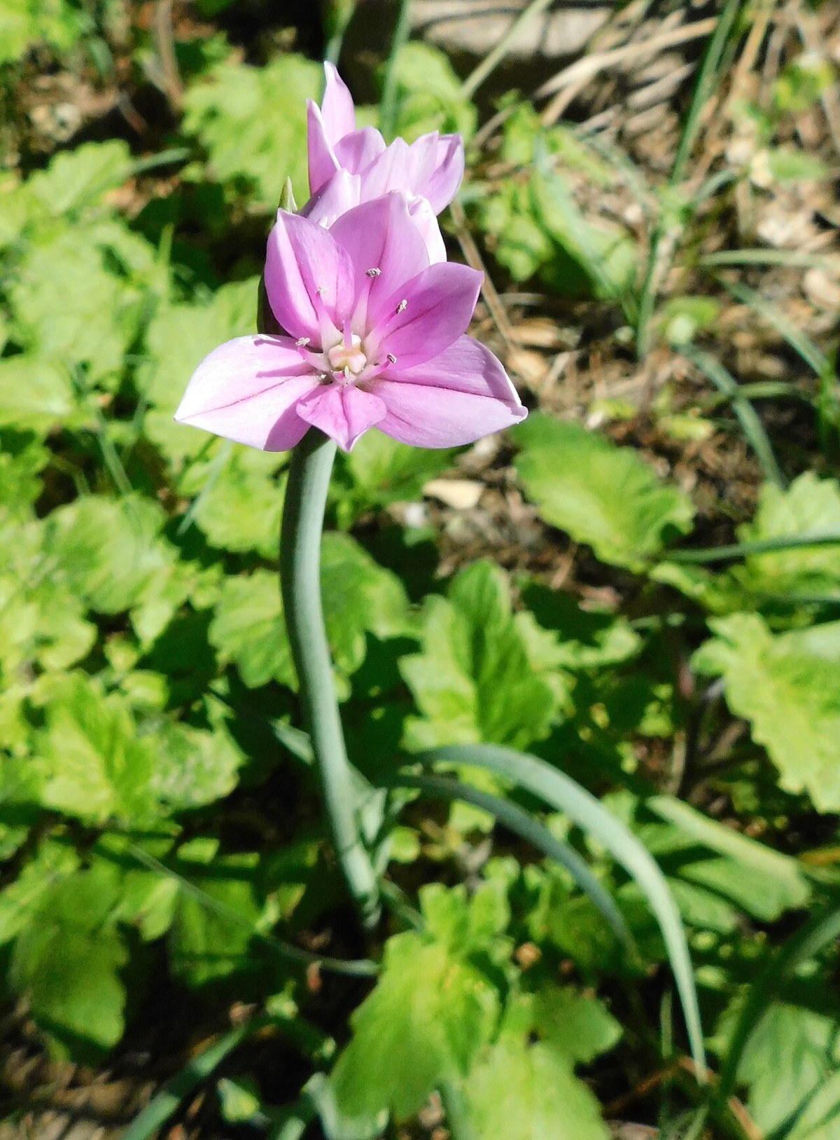 Oneleaf Onion (Allium unifolium) - PlantNative.org Oneleaf onion single flower with grass-like leaf emerging among garden groundcover