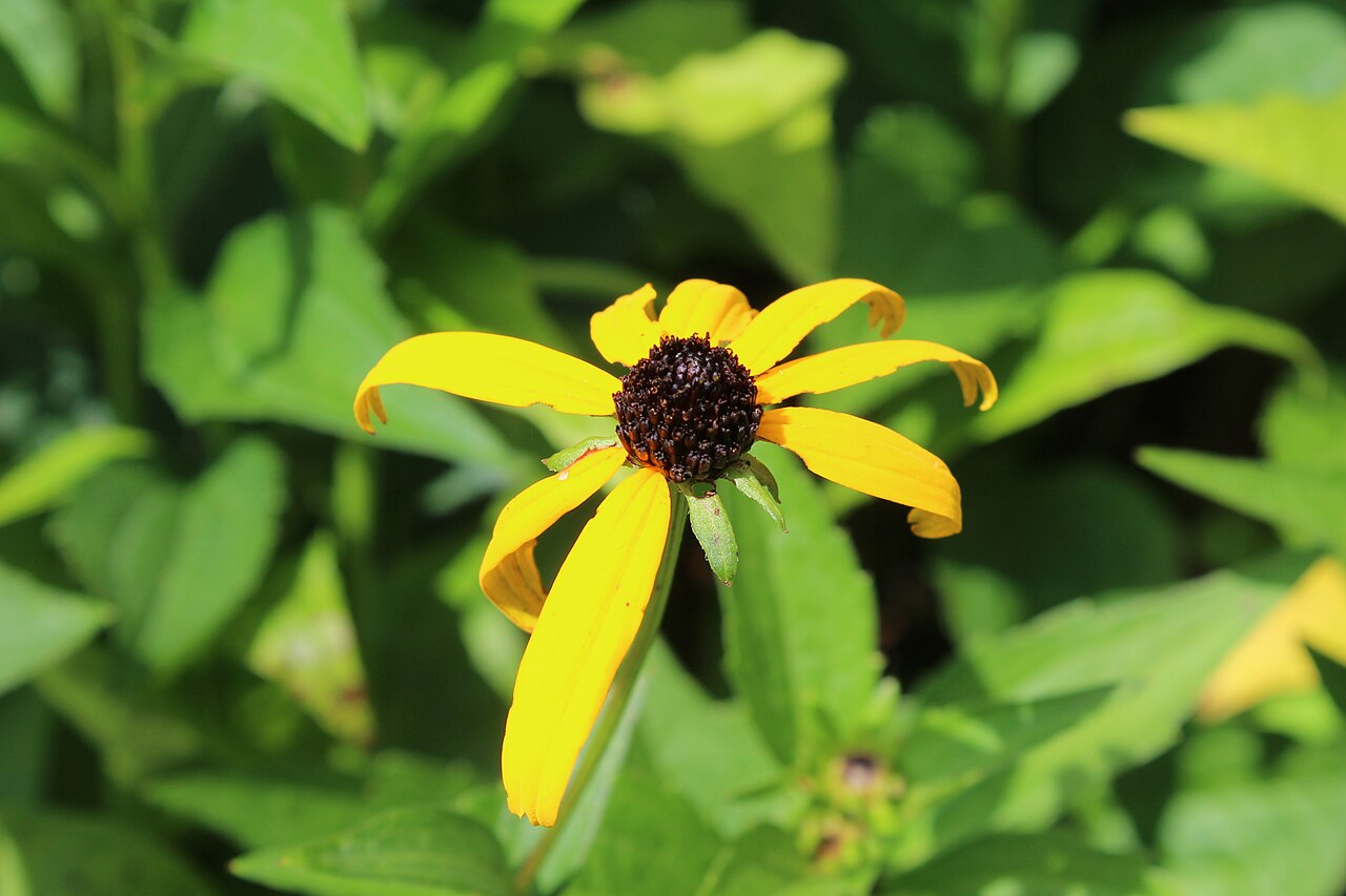 Close-up of a single Orange Coneflower (Rudbeckia fulgida) flower head showing orange-yellow ray florets and a dark brown dome-shaped disc