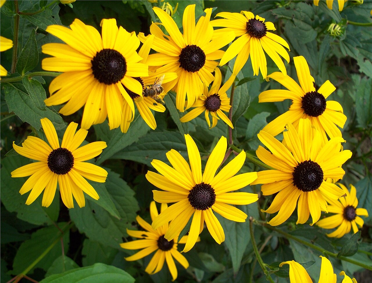 A clump of Orange Coneflower (Rudbeckia fulgida) with many bright yellow-orange daisy-like flowers and dark brown centers, one visited by a honeybee