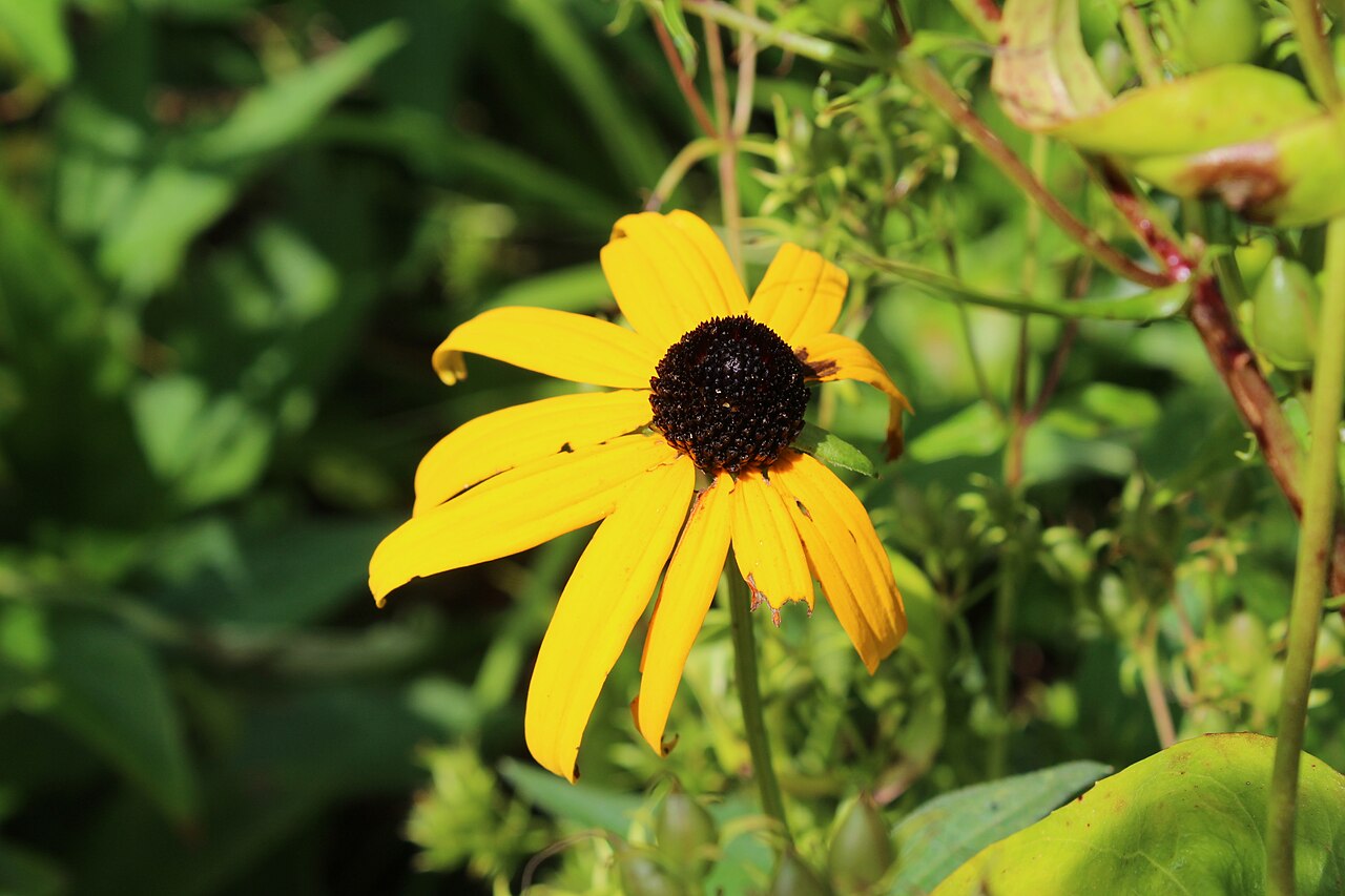 Side view of an Orange Coneflower (Rudbeckia fulgida) flower head with slightly drooping orange-yellow petals and dark disc